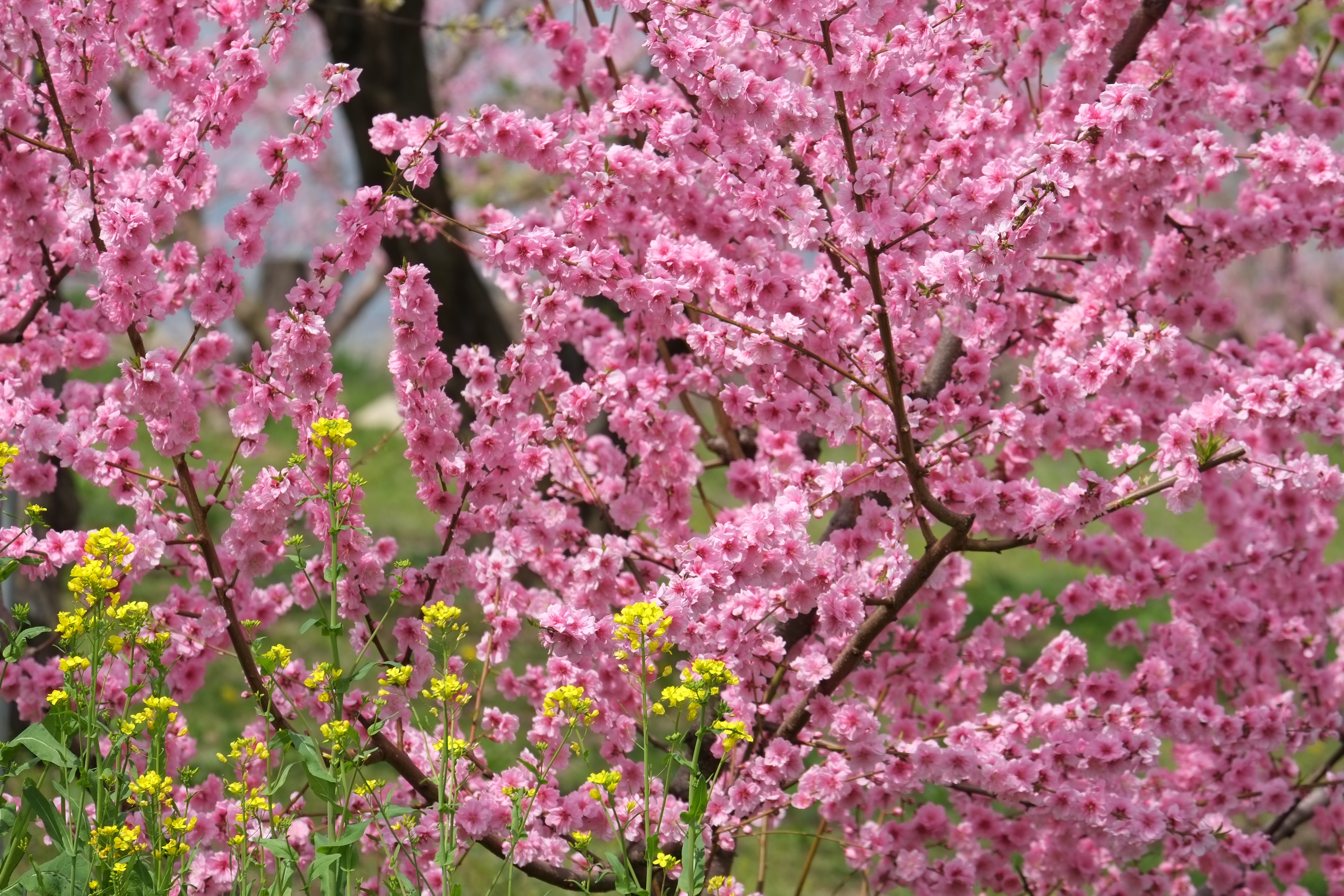 Drzewo wiśni z różowymi kwiatami i żółtymi dzikimi kwiatami na pierwszym planie.