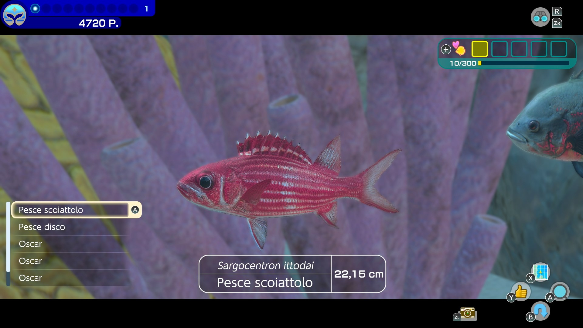 Czerwona ryba z tekstem po włosku.