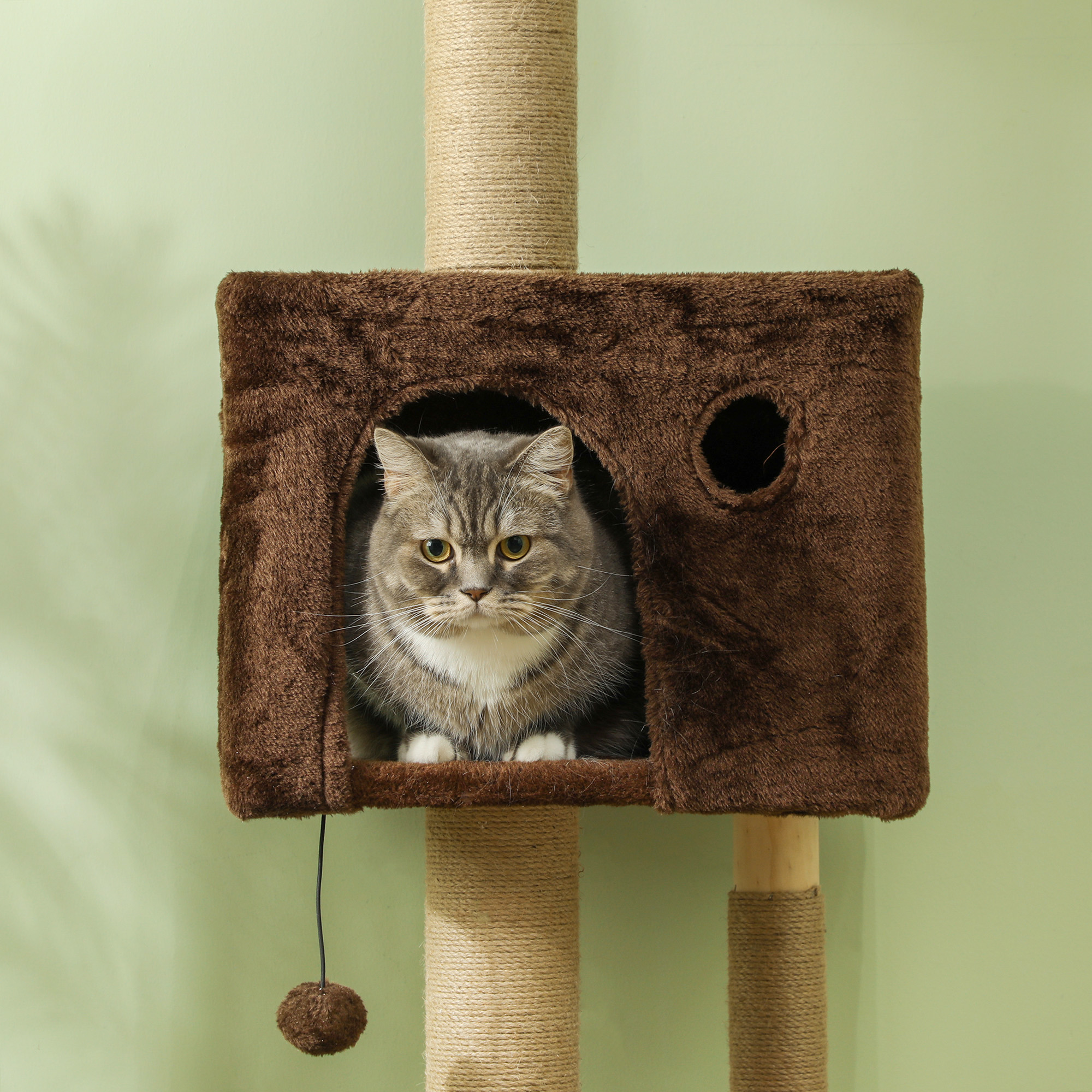 Eine graue Katze in einem braunen Katzenhaus auf einem Katzenbaum. Grüner Hintergrund.