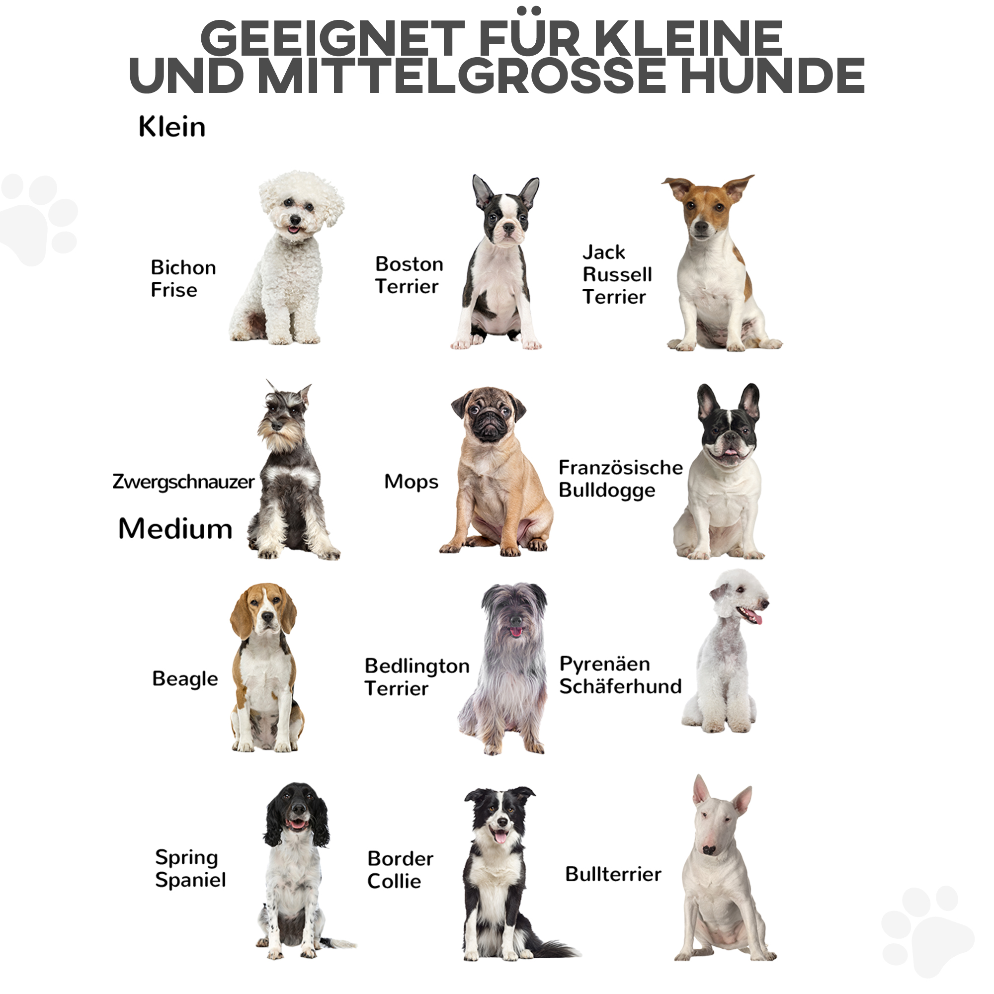 Verschiedene Hunderassen. Geeignet für kleine und mittelgroße Hunde. Weißer Hintergrund.