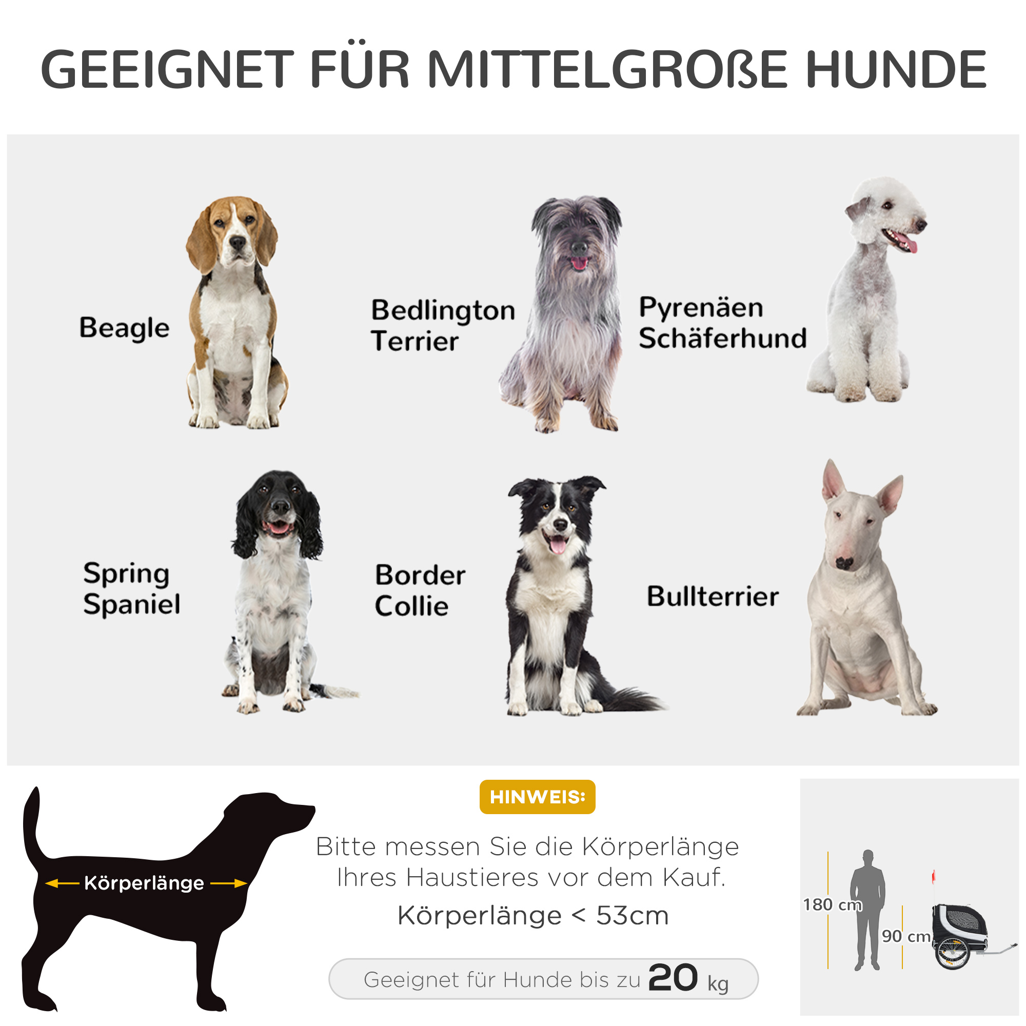 Bild mit verschiedenen Hunderassen: Beagle, Bedlington Terrier, Pyrenäen-Schäferhund, Spring Spaniel, Border Collie, Bullterrier.