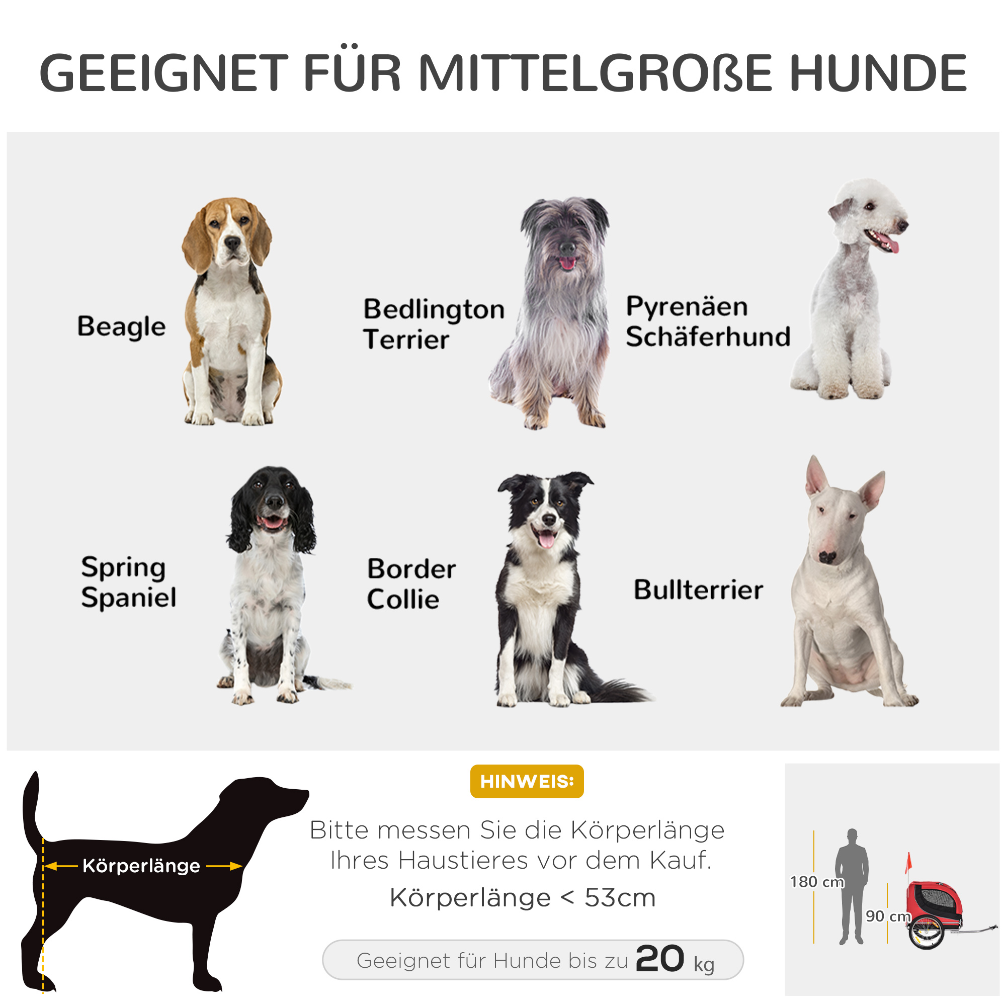 Verschiedene Hunderassen, darunter ein Beagle, Bedlington Terrier und Border Collie, mit Größenangabe.