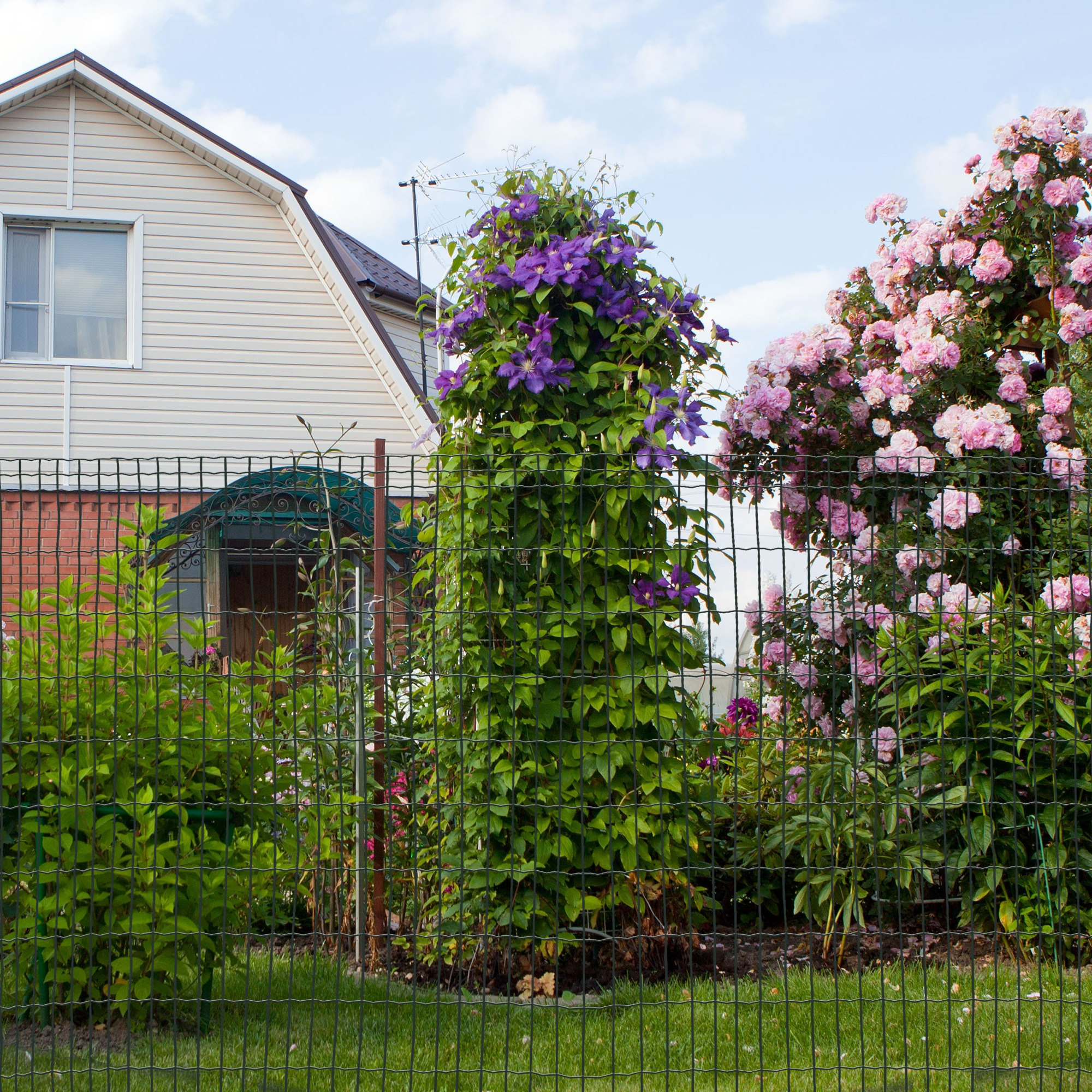 Gartenszene mit grünem Drahtzaun, einem Haus und Pflanzen, darunter lila Blumen.