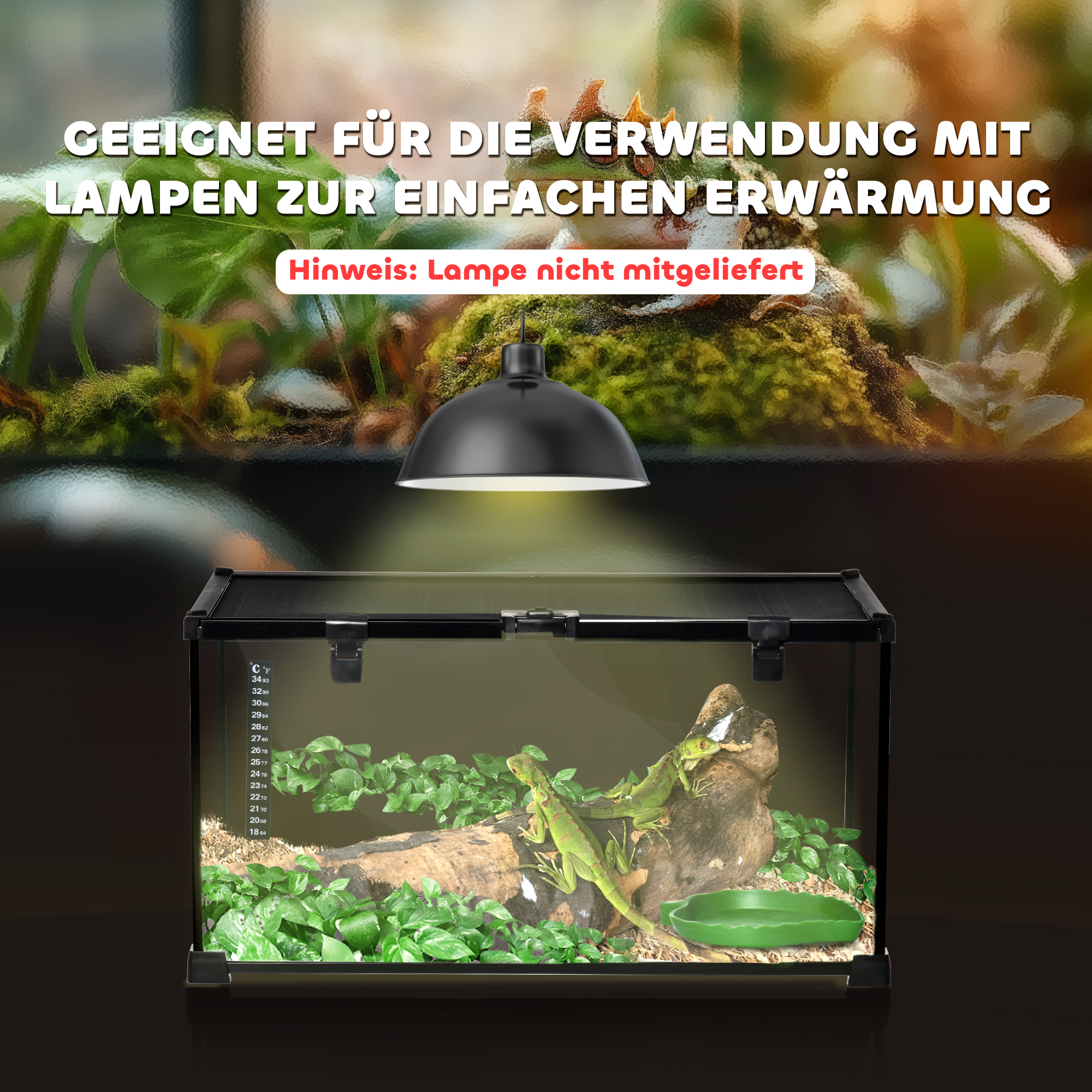 Ein Reptilienterrarium mit einer Lampe darüber. Im Inneren befinden sich Pflanzen, Holz und eine grüne Eidechse.