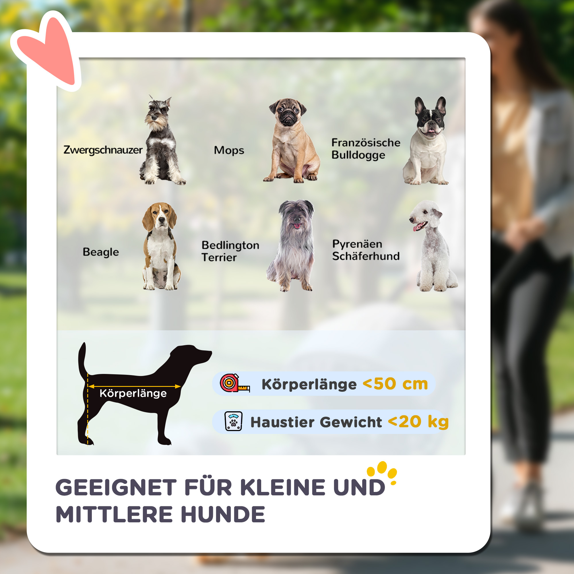 Eine Grafik zeigt sieben Hunderassen, darunter Schnauzer, Mops, Bulldogge, Beagle und Terrier.
