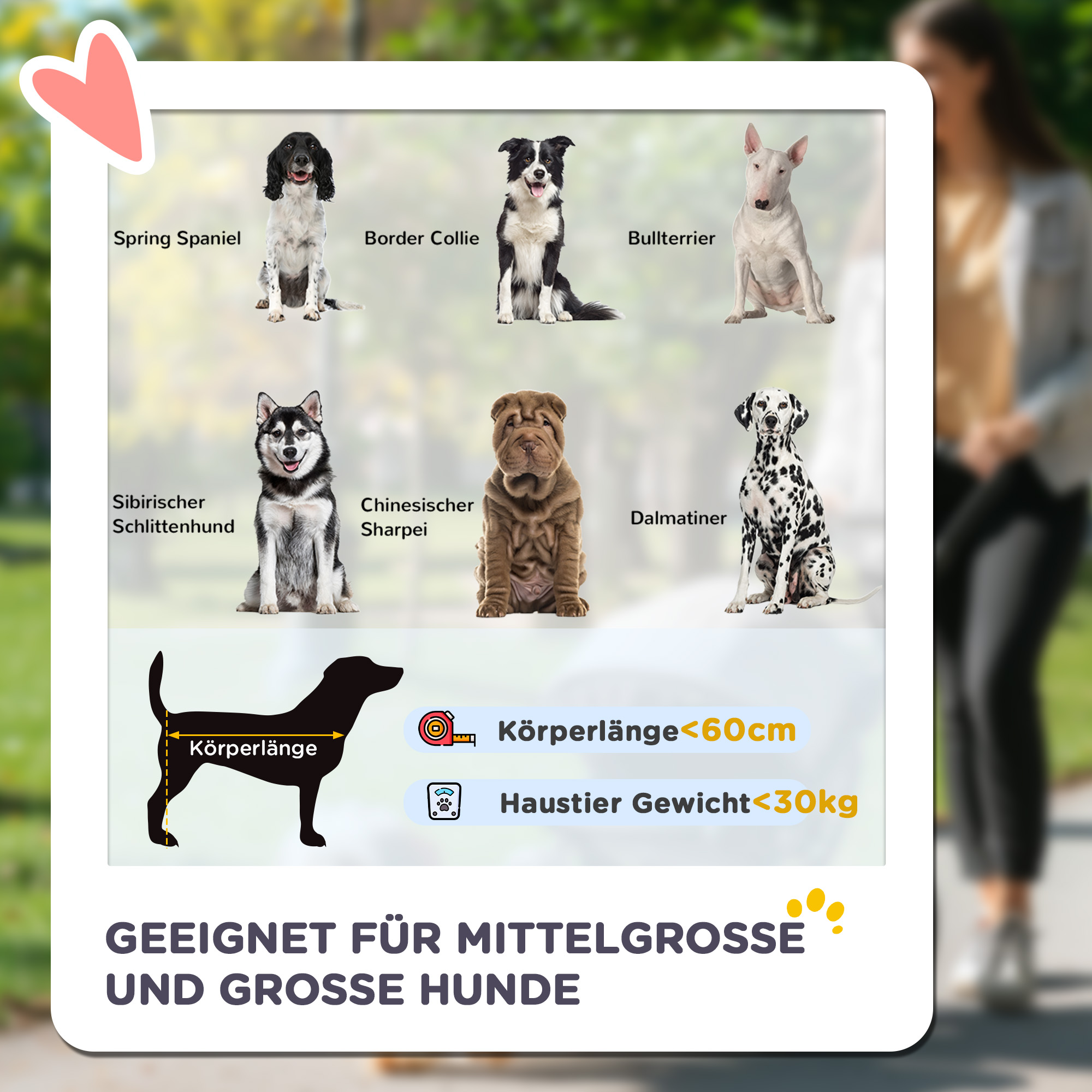 Bild von Hunderassen mit Text, der die Eignung für mittelgroße und große Hunde angibt, unter Bezugnahme auf Körperlänge und Gewicht.
