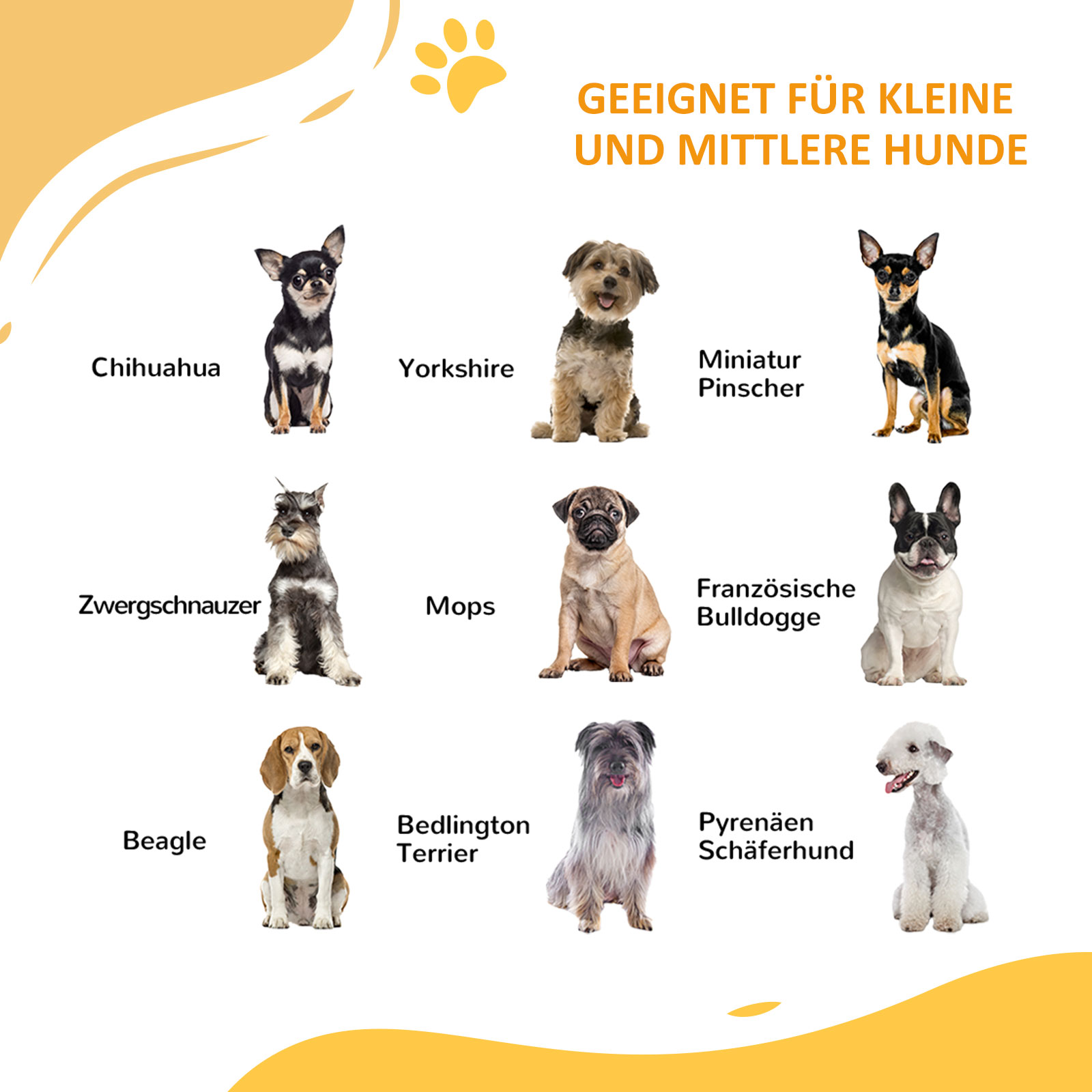 Illustration verschiedener kleiner Hunderassen. Inkl. Chihuahua, Yorkshire u.a.