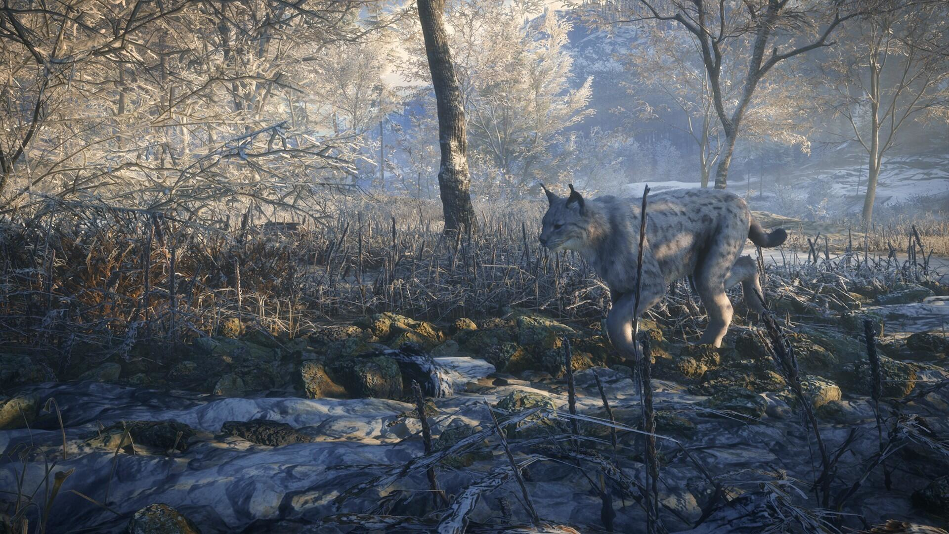 Ein Luchs geht durch einen verschneiten Wald. Bäume sind mit Frost bedeckt, und der Boden ist eisig.