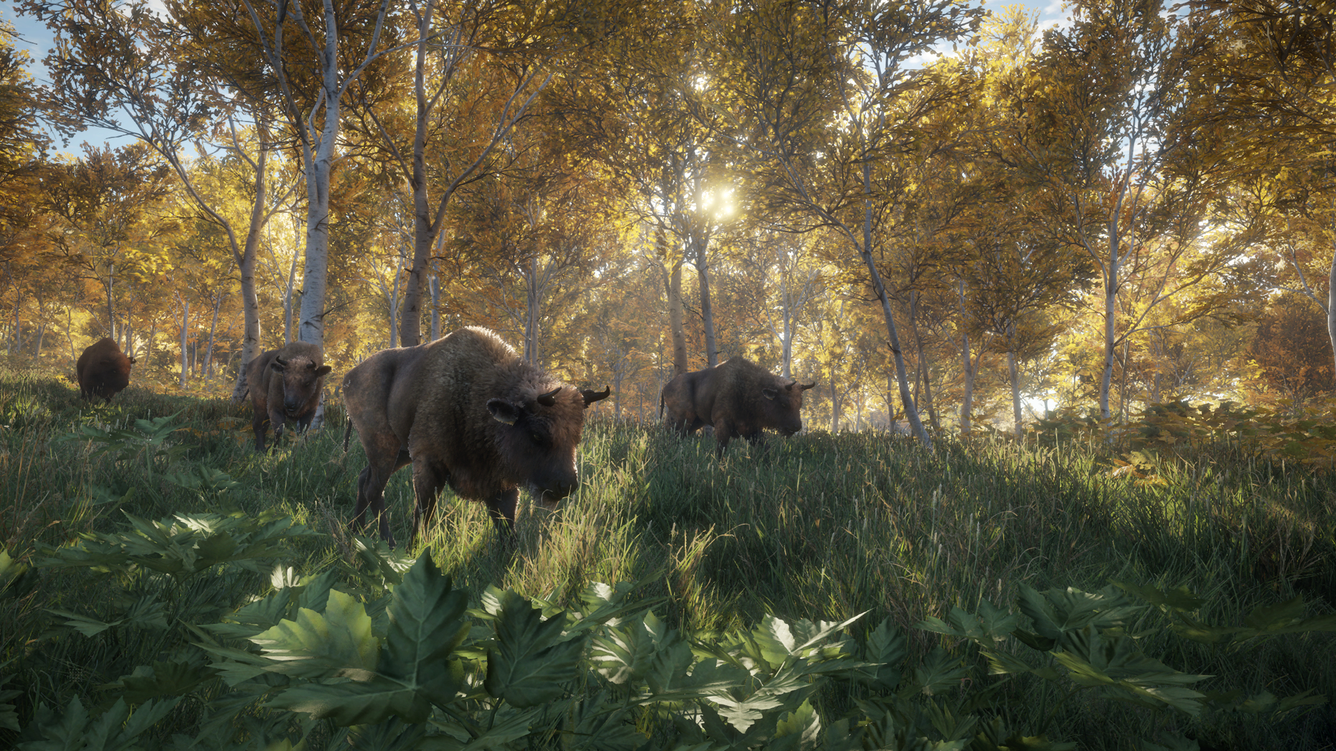 Bisons grasen in einem Wald mit gelb belaubten Bäumen. Sonnenlicht scheint durch die Bäume.