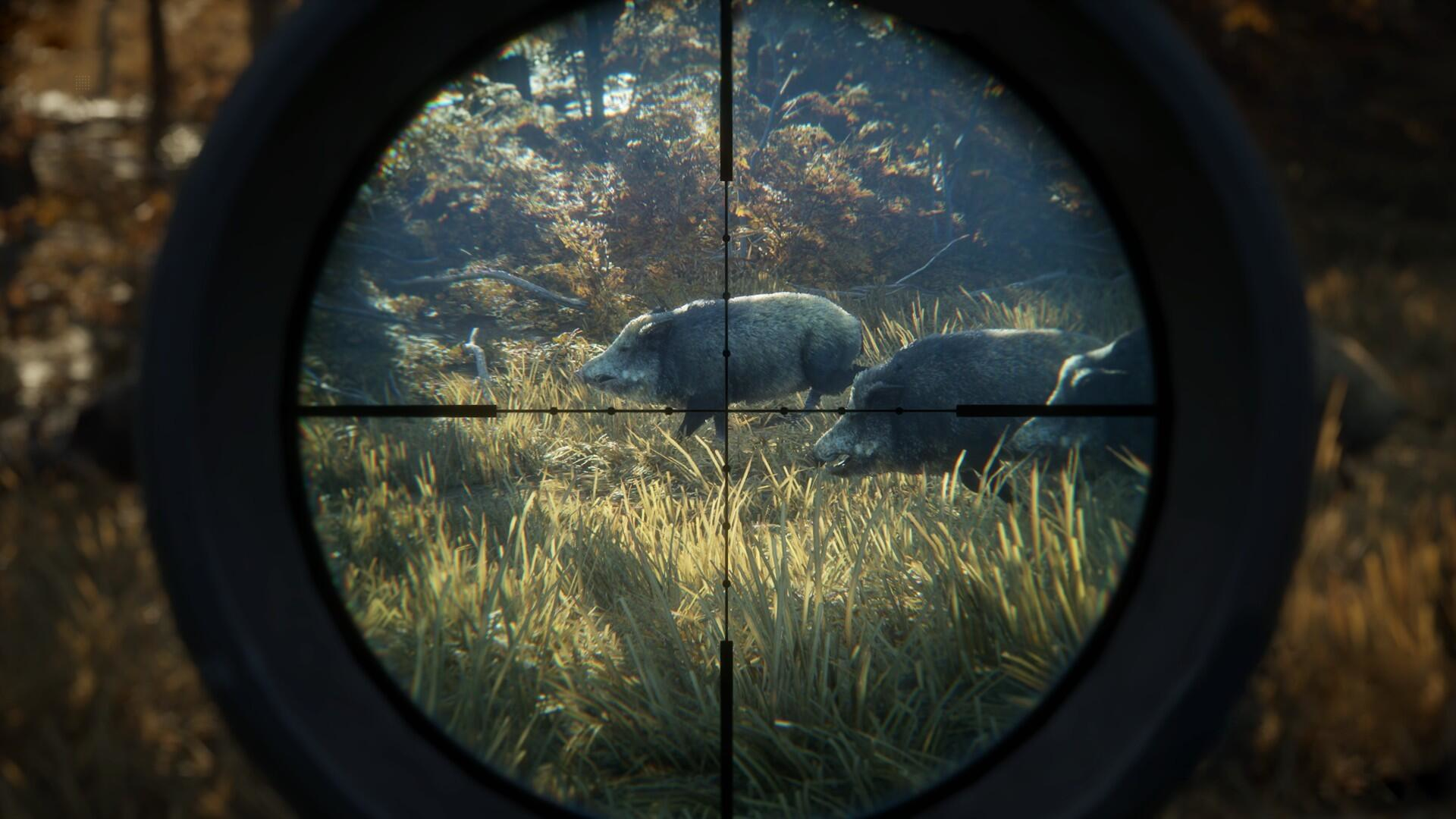 Ein Zielfernrohrblick auf zwei Wildschweine in einem grasbewachsenen Bereich, durch ein Gewehrzielfernrohr betrachtet.