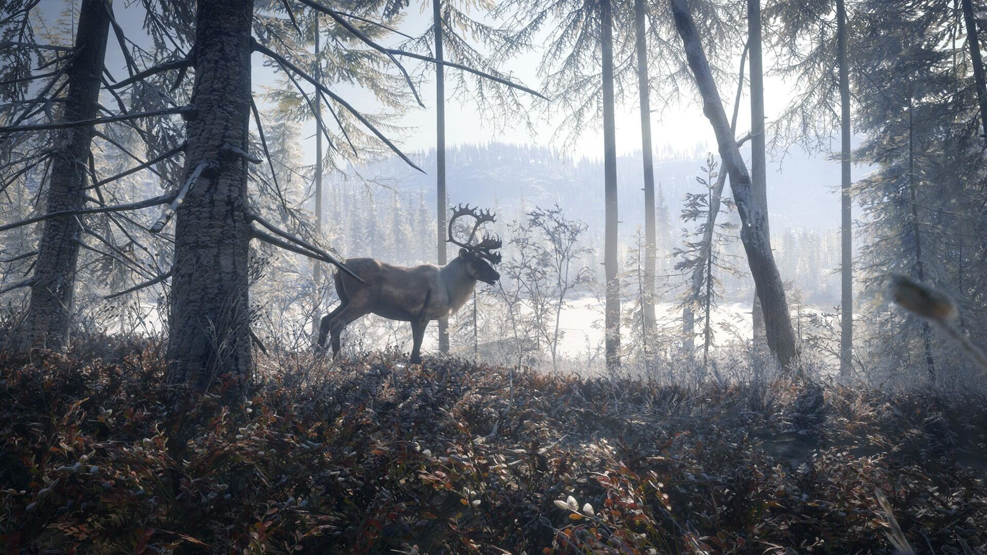 Ein Rentier steht in einem verschneiten Wald. Bäume, Schnee und eine entfernte Schneelandschaft sind sichtbar.
