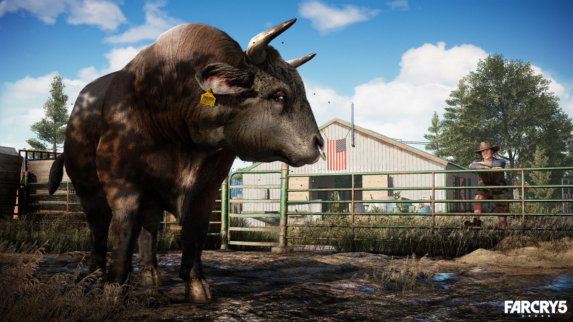 Byk na polu, osoba stoi przy płocie w tle, flaga amerykańska.