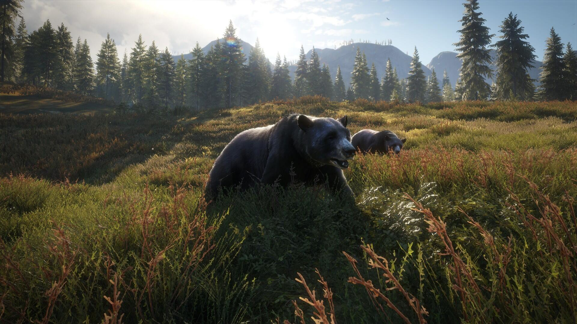 Zwei Bären auf einer Wiese, Wald und Berge im Hintergrund. Ein Bär ist größer.