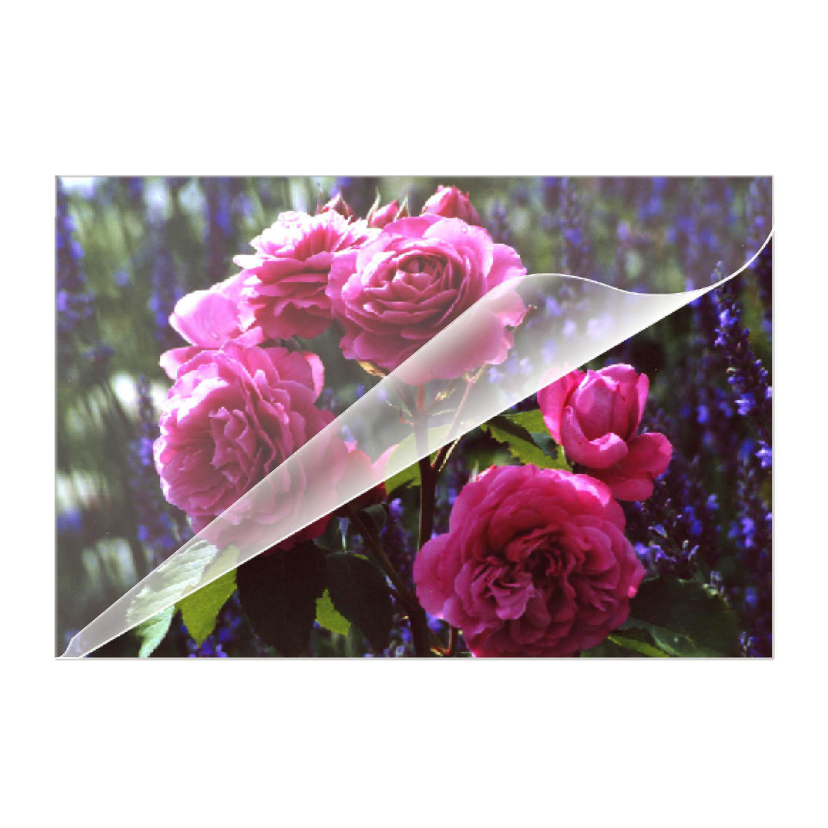 Rosa Rosen mit einem transparenten Overlay, das abgezogen wird.