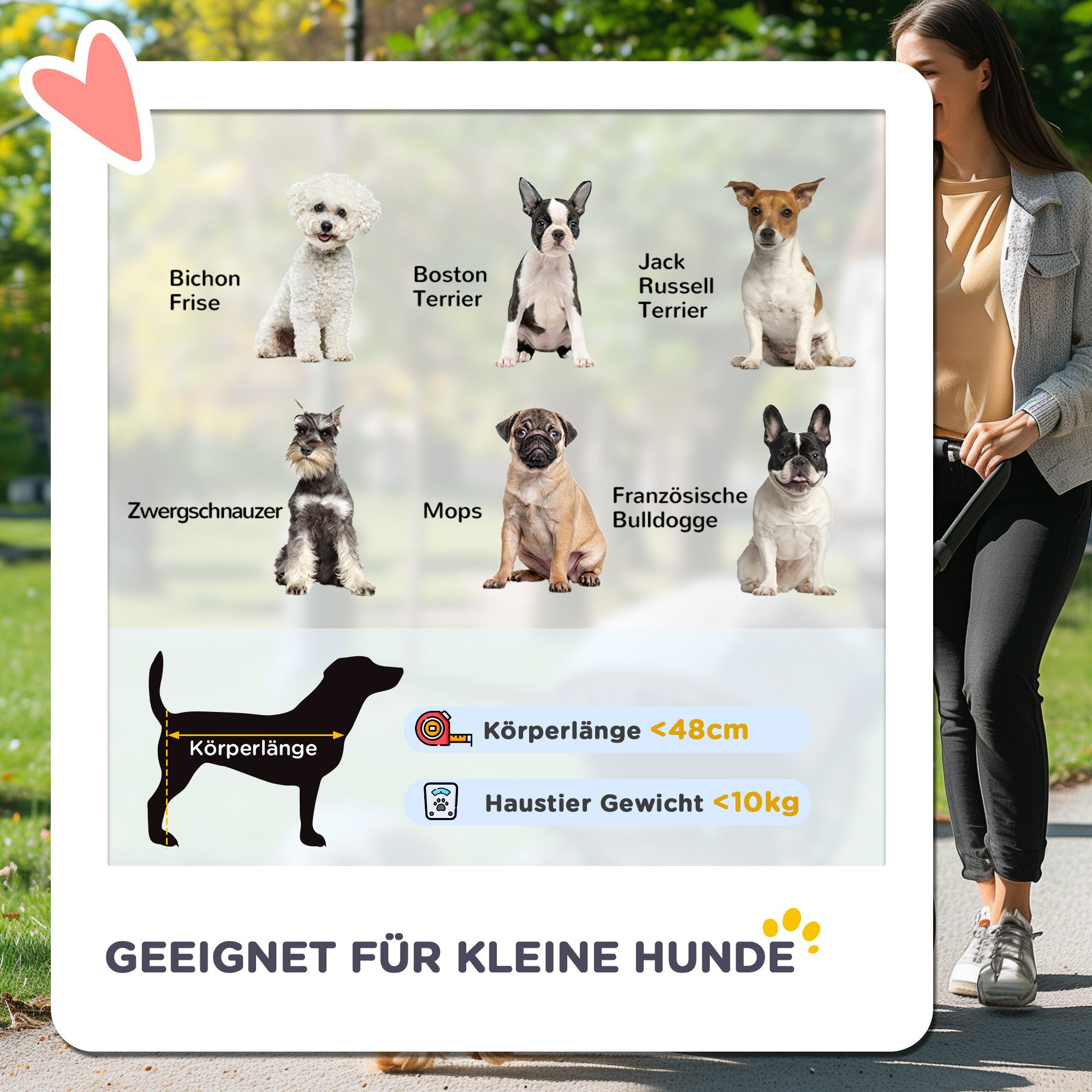 Eine Grafik mit verschiedenen Hunderassen und Größenrichtlinien.