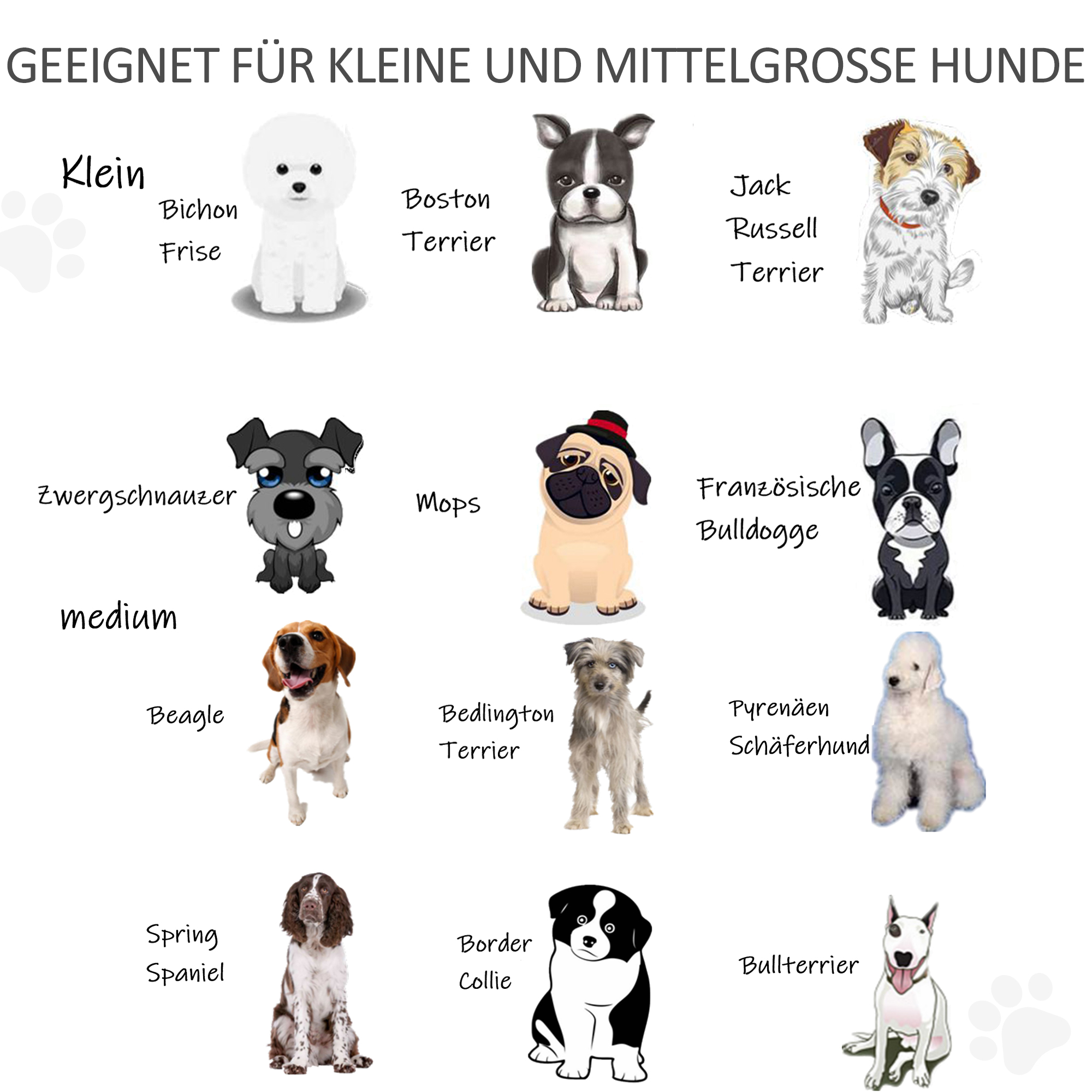 Illustrationen verschiedener Hunderassen, kategorisiert nach Größe, mit Namen wie Bichon Frise und Beagle.