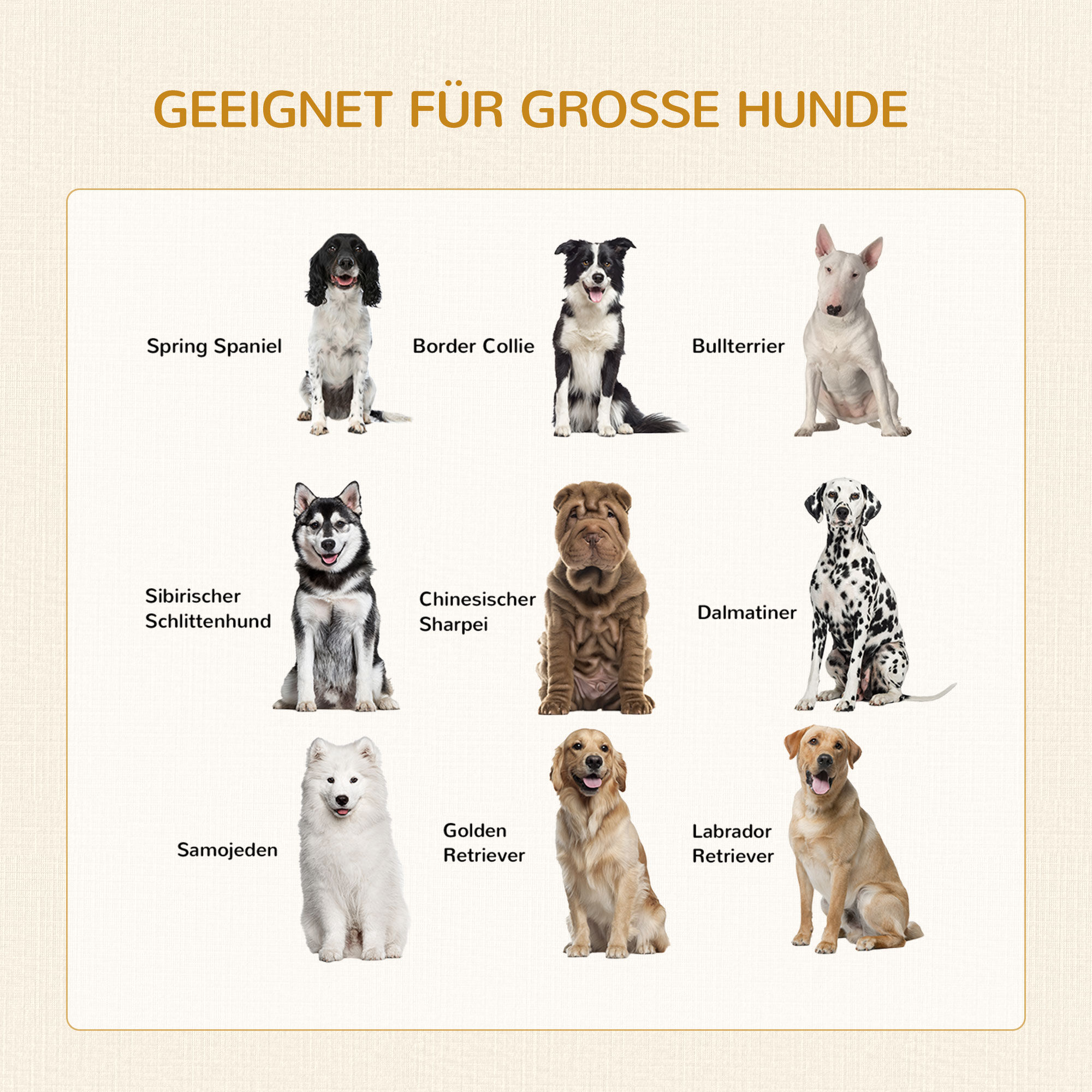 Neun verschiedene Hunderassen werden gezeigt. Enthält Spring Spaniel, Border Collie, Bullterrier usw.