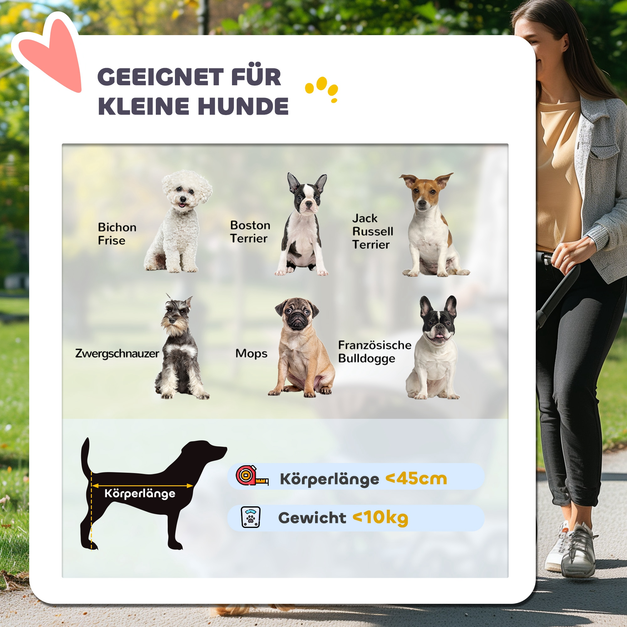 Kleine Hunde: Bichon Frise, Boston Terrier, Jack Russell, Zwergschnauzer, Mops, Bulldogge.