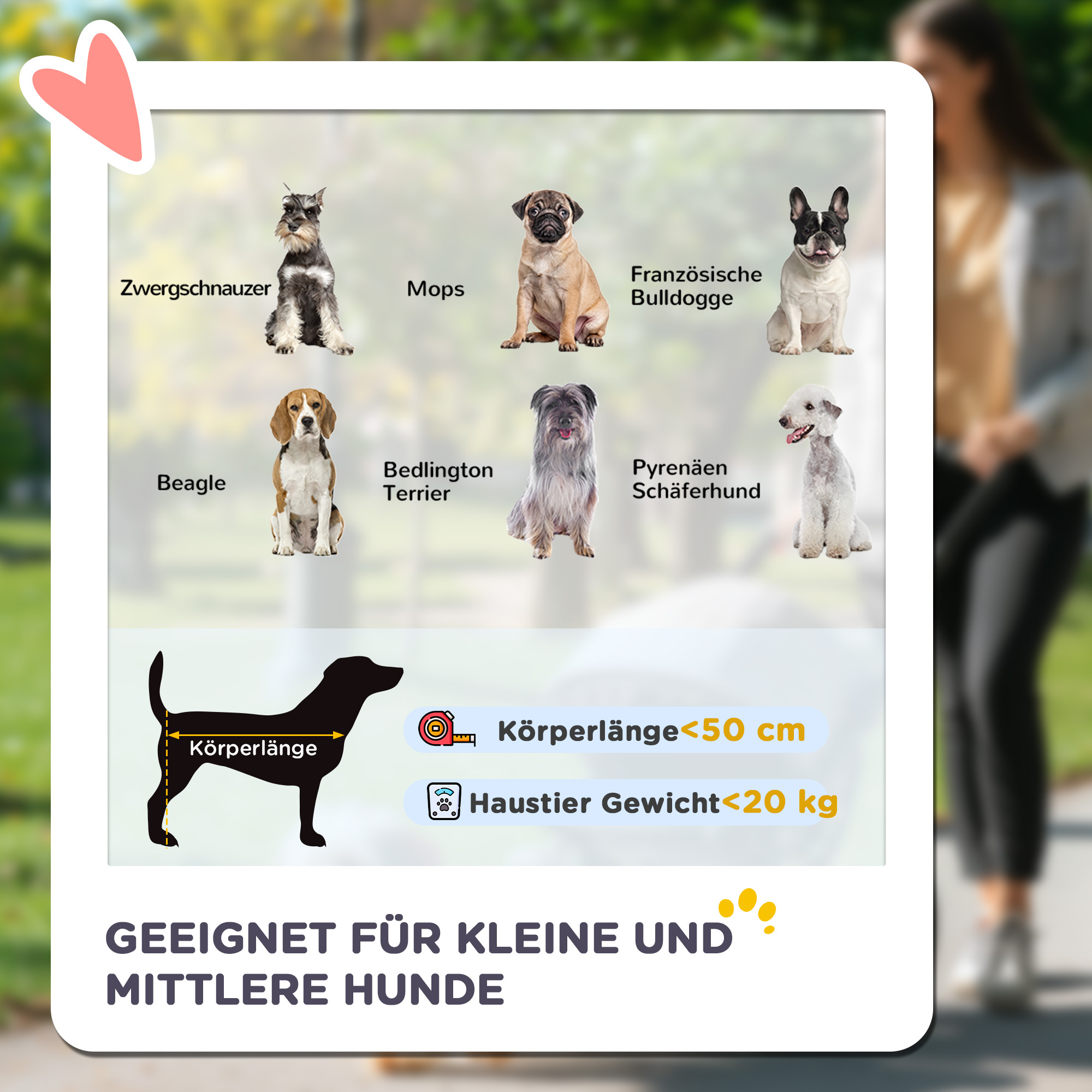 Eine Grafik mit mehreren kleinen Hunderassen. Text weist darauf hin, dass sie für kleine und mittelgroße Hunde geeignet sind.