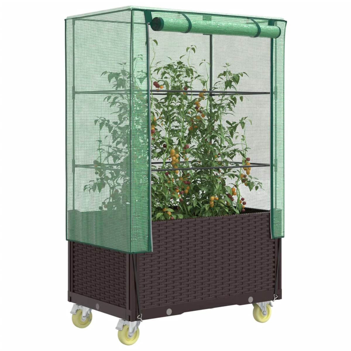 Pflanzengewächshaus auf Rädern, mit grünem Netz. Tomatenpflanze innen, braune Basis.