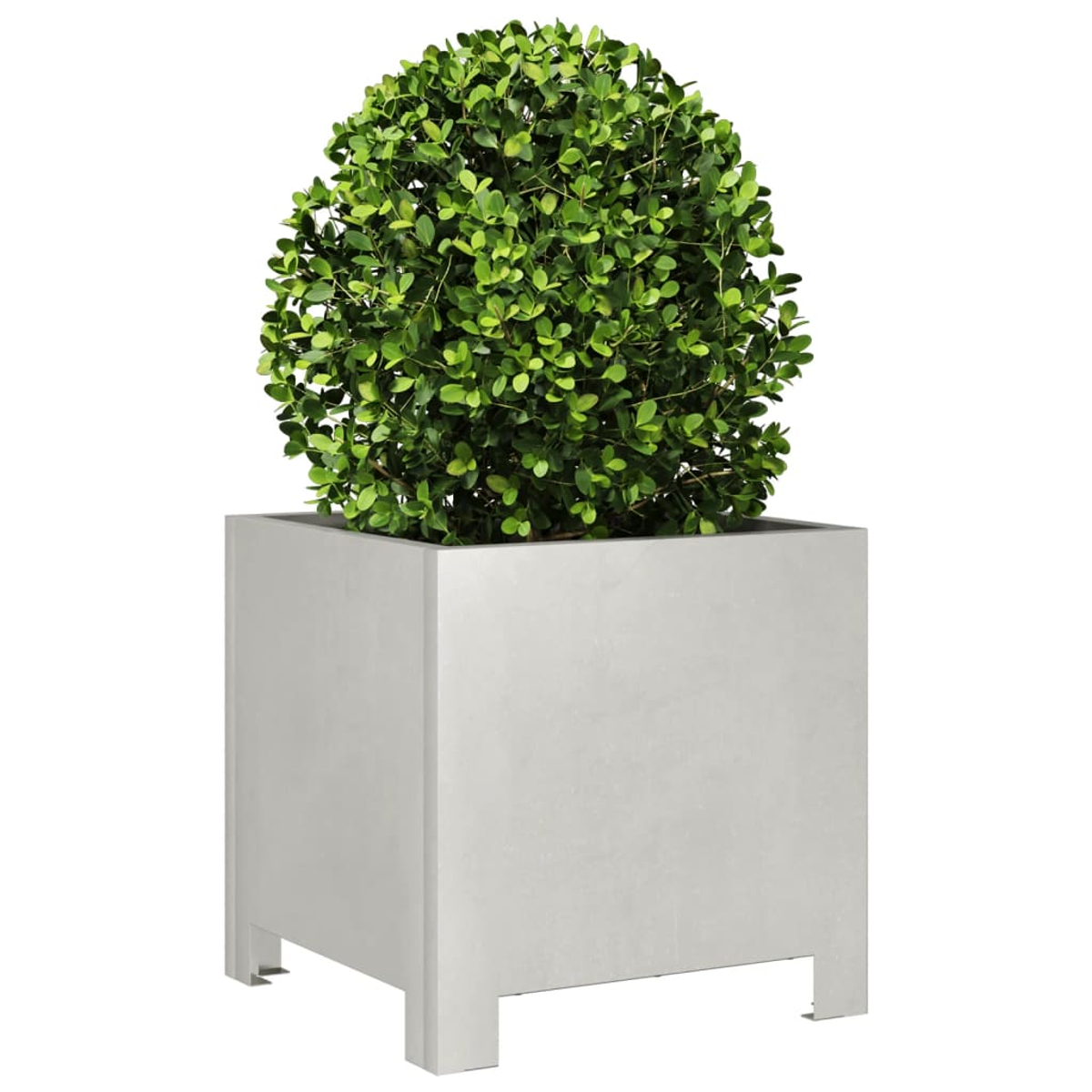 Un vaso grigio quadrato con un cespuglio verde rotondo piantato all'interno, su sfondo bianco.