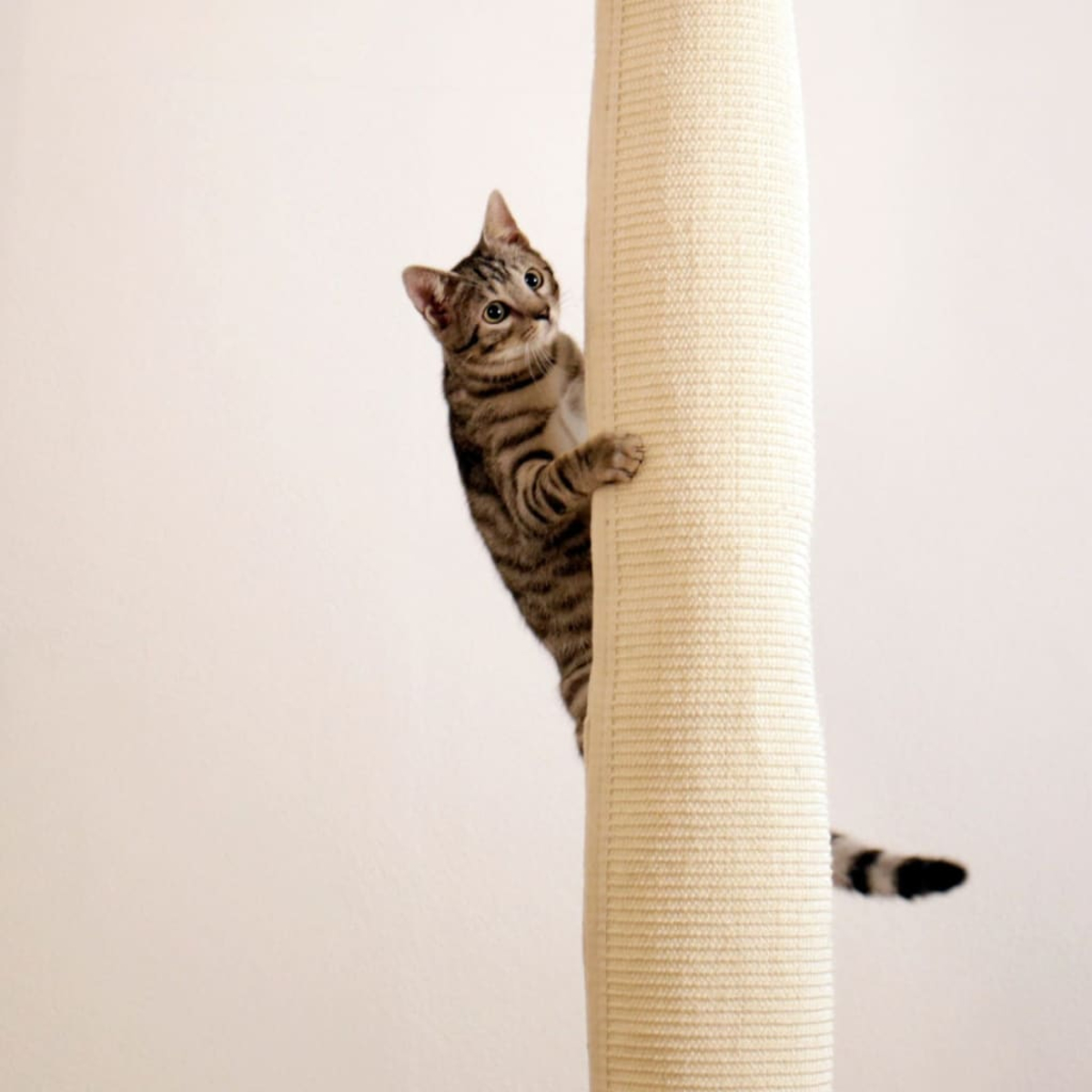Eine Katze, die einen beigen Kratzbaum hochklettert, mit weißem Hintergrund.