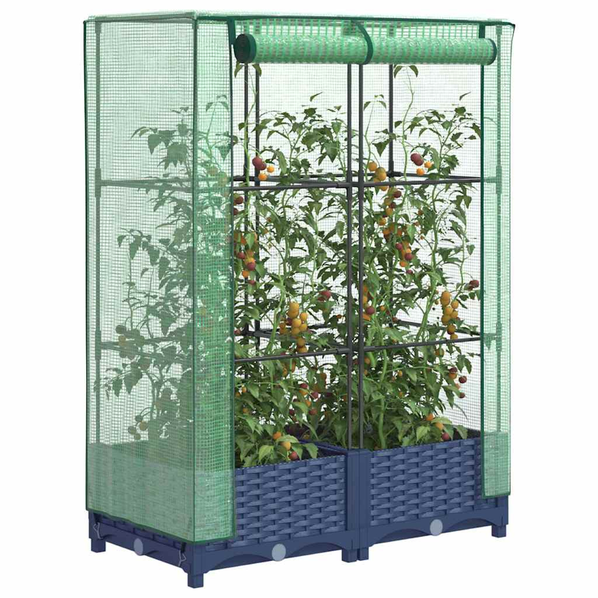 Una serra con piante di pomodoro che crescono all'interno. Le piante hanno pomodori rossi e gialli.