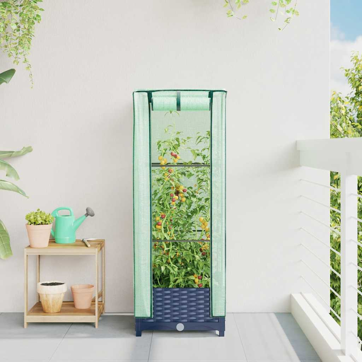 Serra con piante di pomodoro su un balcone, con un annaffiatoio.