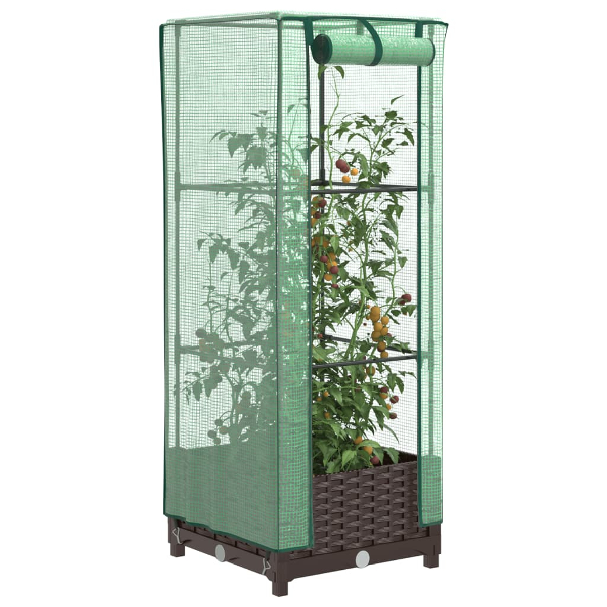 Serra con pianta di pomodoro all'interno. Copertura a rete verde. Base marrone con dimensioni.