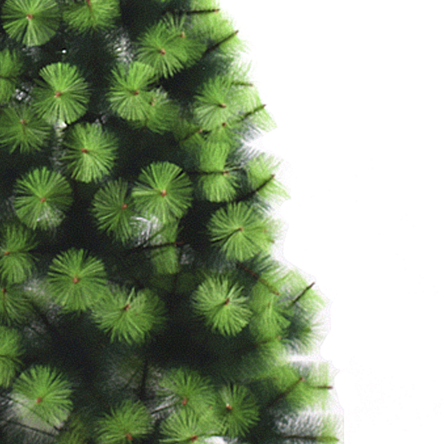 Primer plano de una rama de un árbol de Navidad verde. El fondo es blanco liso.