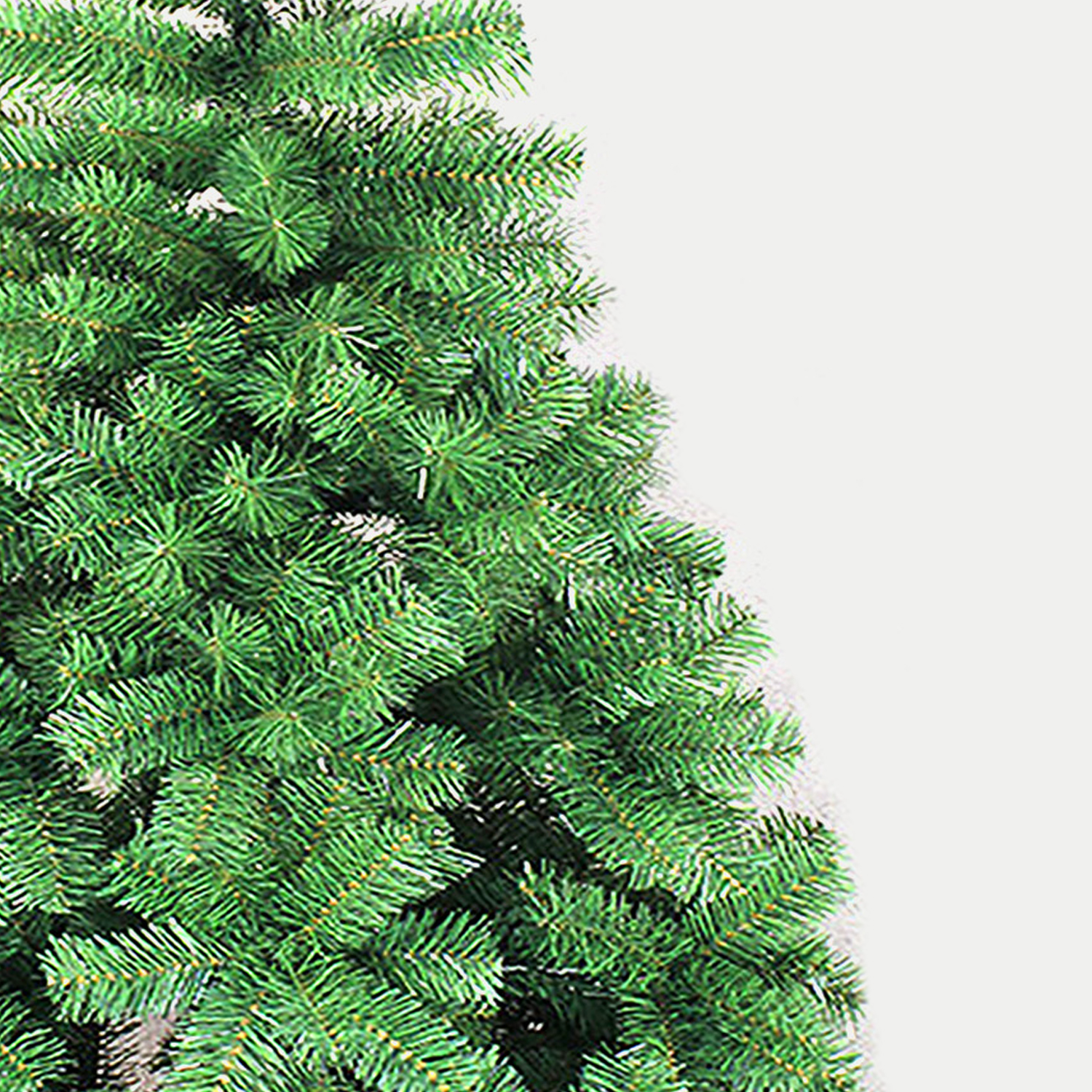 Grüner Weihnachtsbaum, Nahaufnahme auf weißem Hintergrund. Tannenzweige mit Nadeln. Der Baum ist links.