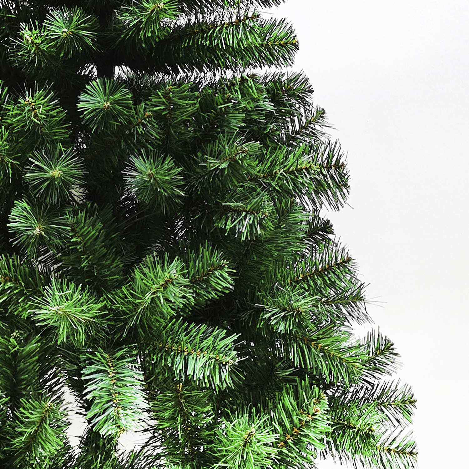 Primer plano de ramas verdes de árbol de Navidad. El árbol está a la izquierda. Fondo blanco.