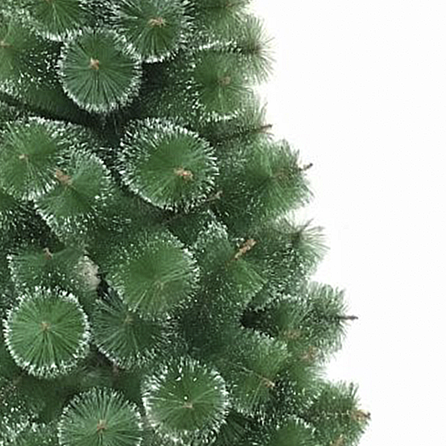 Ramas verdes de árbol de Navidad con bordes blancos, vista de cerca. Fondo blanco a la derecha.