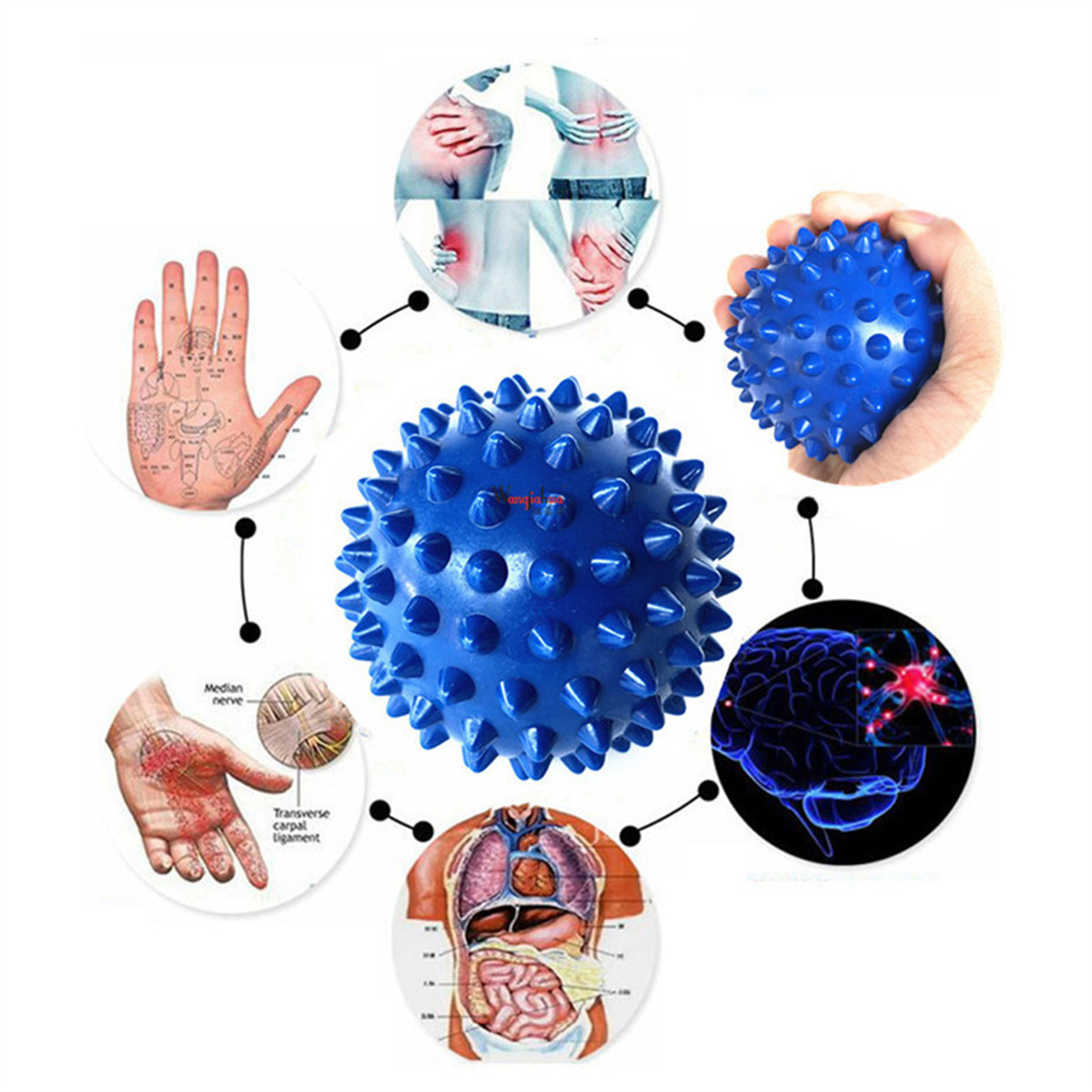Das Bild zeigt einen blauen, stacheligen Massageball mit Diagrammen darum, die die Anatomie des Körpers zeigen.