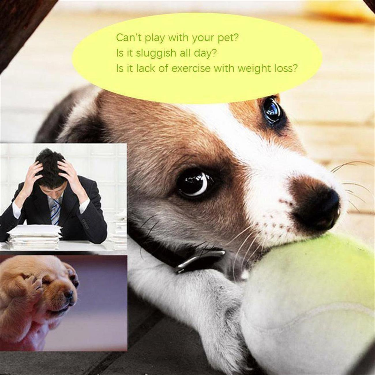 Hund mit Tennisball, Text: Kann nicht mit Ihrem Haustier spielen? Ist es den ganzen Tag träge? Mangel an Bewegung?