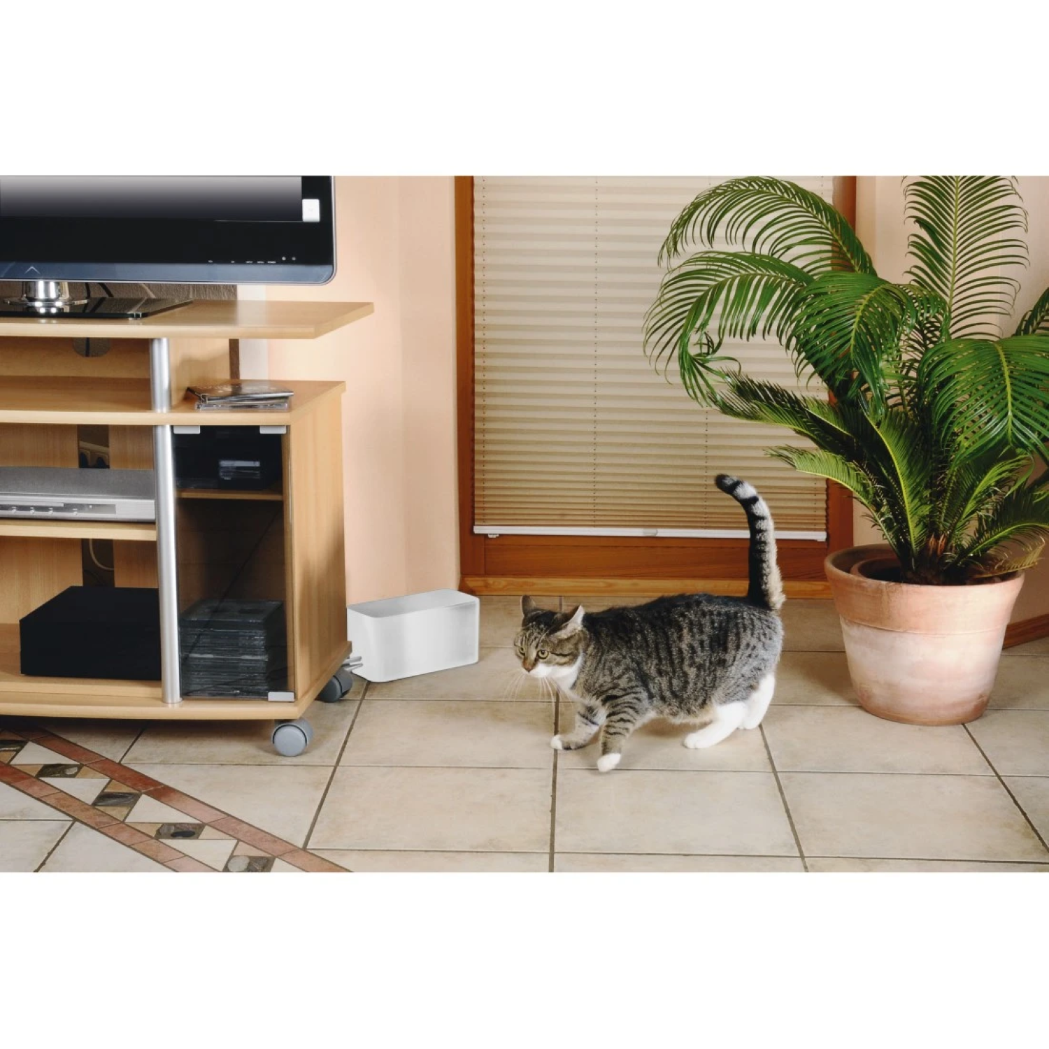 Eine Katze geht in der Nähe einer weißen Kabelbox, eines Fernsehers und einer Pflanze im Topf.