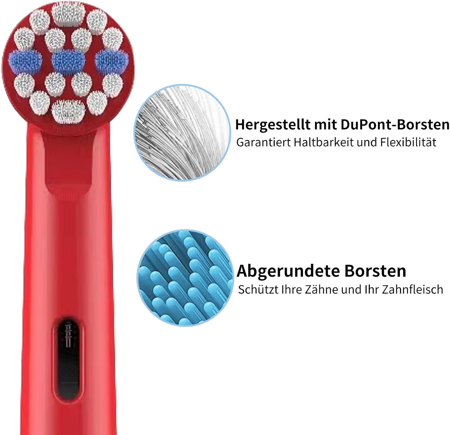 Roter Zahnbürstenkopf mit weißen und blauen Borsten. Text: Hergestellt mit DuPont-Borsten. Isoliert auf Weiß.