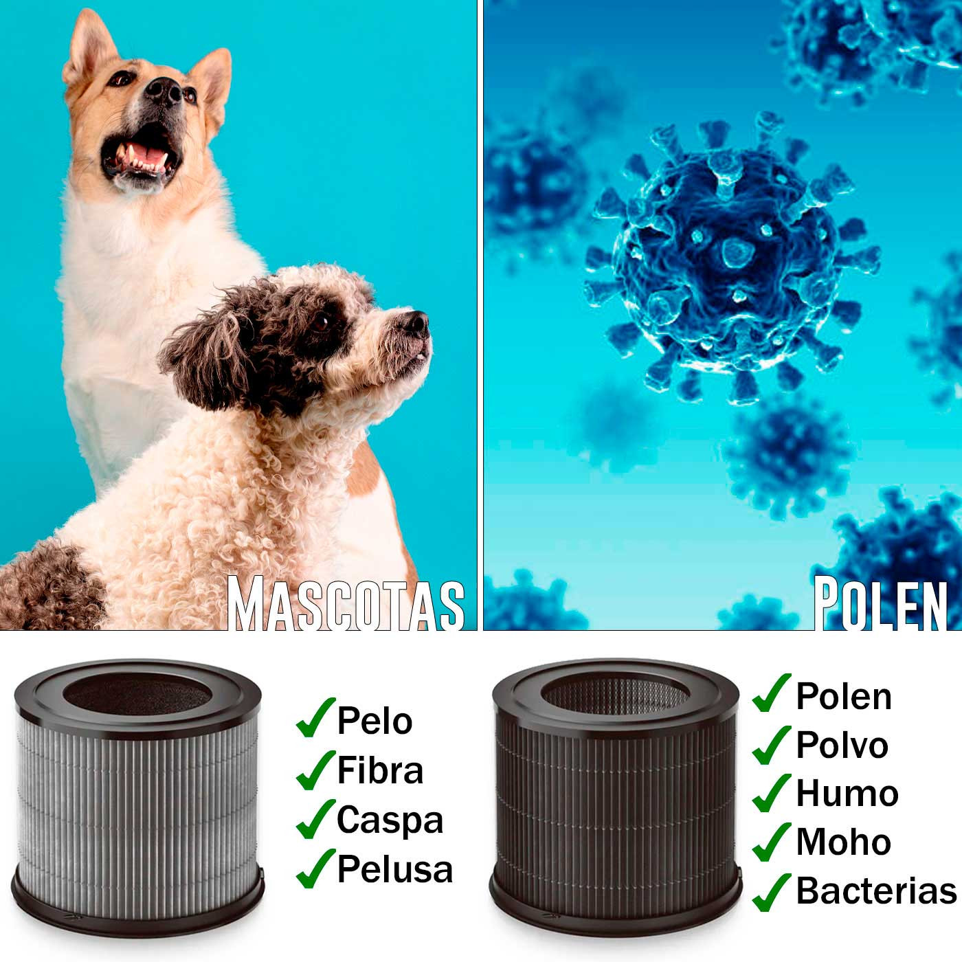 Cani e polline con filtri. Mostra cosa filtrano. Sfondo bianco.