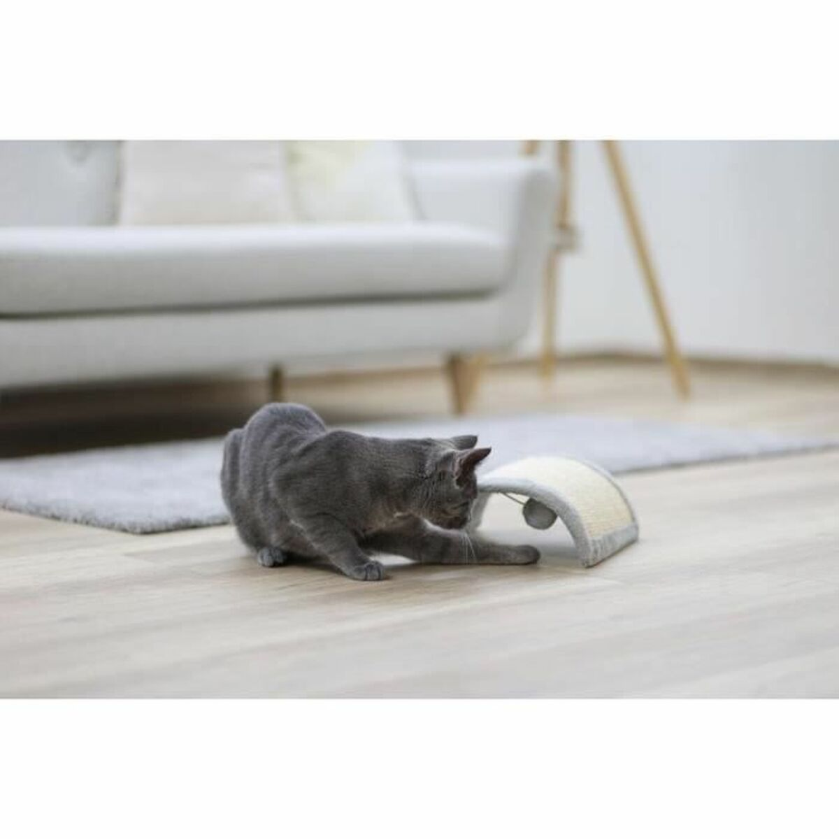Un gatto grigio sta giocando con un tiragraffi in un soggiorno. C'è un divano e un tappeto sullo sfondo.