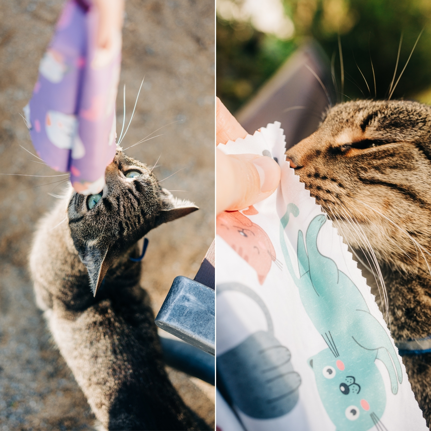 Eine Katze interagiert mit einem Reinigungstuch mit Katzenmotiv, dargestellt in zwei Bildern. Eines zeigt die Katze schnüffeln, das andere, dem die Katze das Tuch angeboten wird.