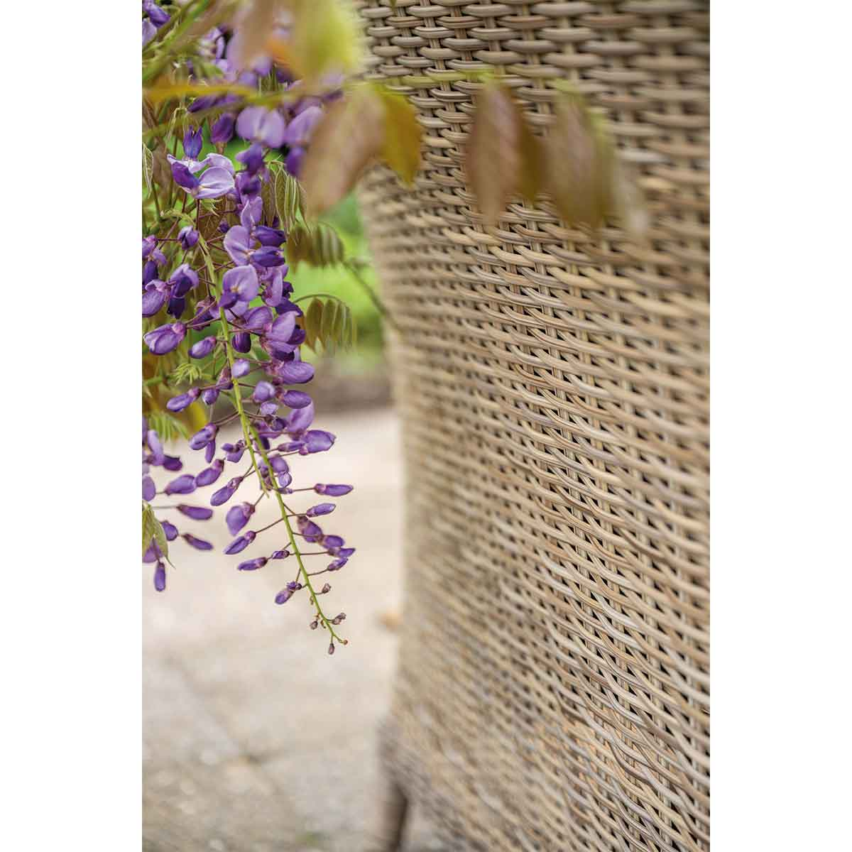 Wisteria flowers hanging next to a rattan chair.
