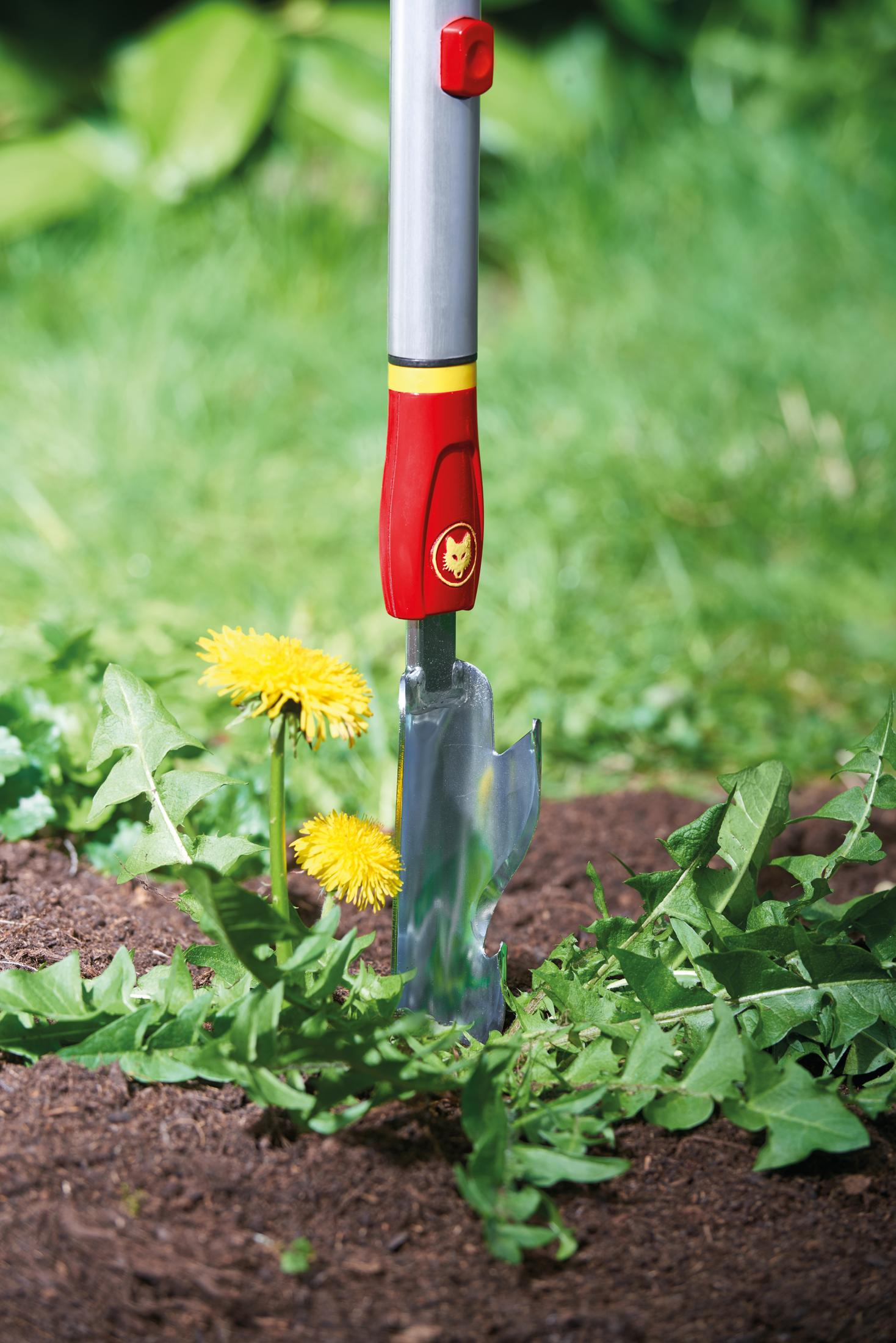 Ein Gartengerät im Einsatz, das Unkraut entfernt. Es befindet sich in Erde mit Löwenzahn drumherum. Der Hintergrund ist Gras.