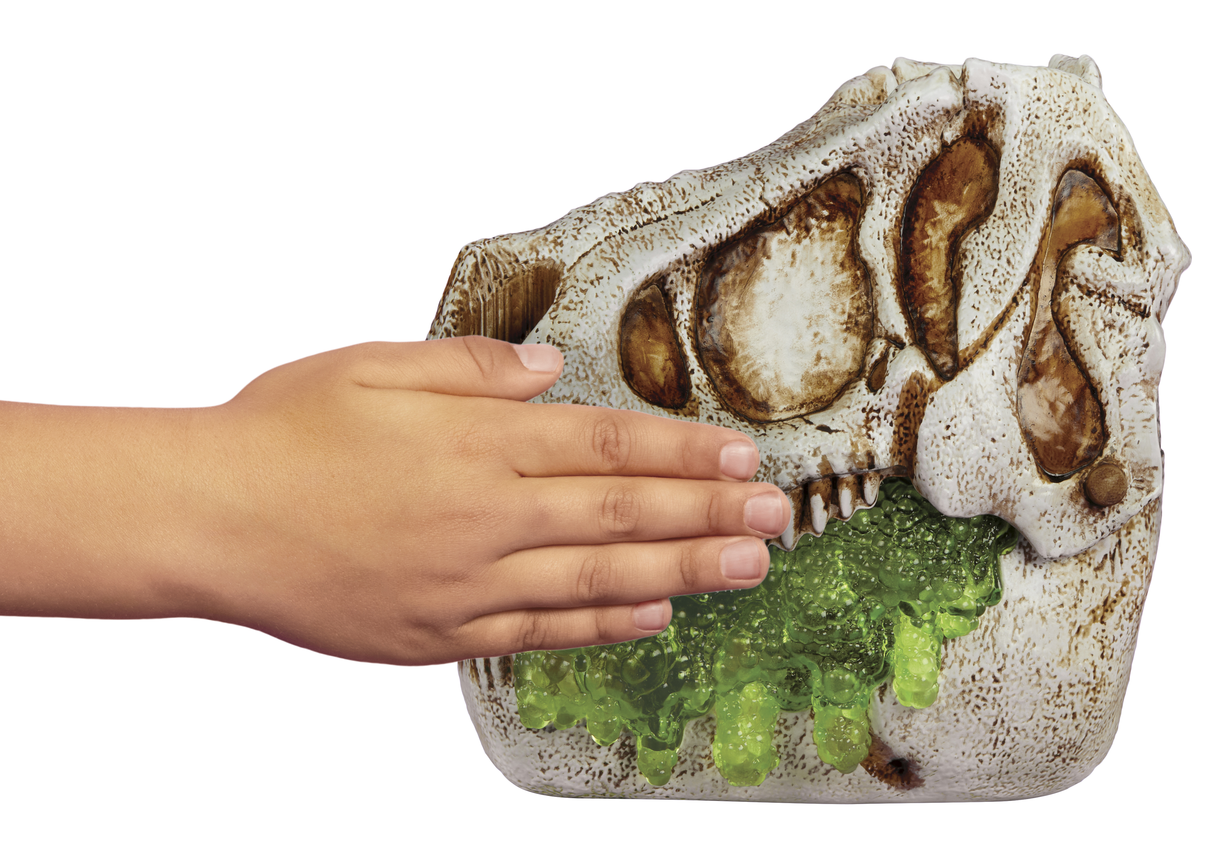 Una mano toca un juguete de cráneo de dinosaurio con baba verde dentro, fondo blanco.