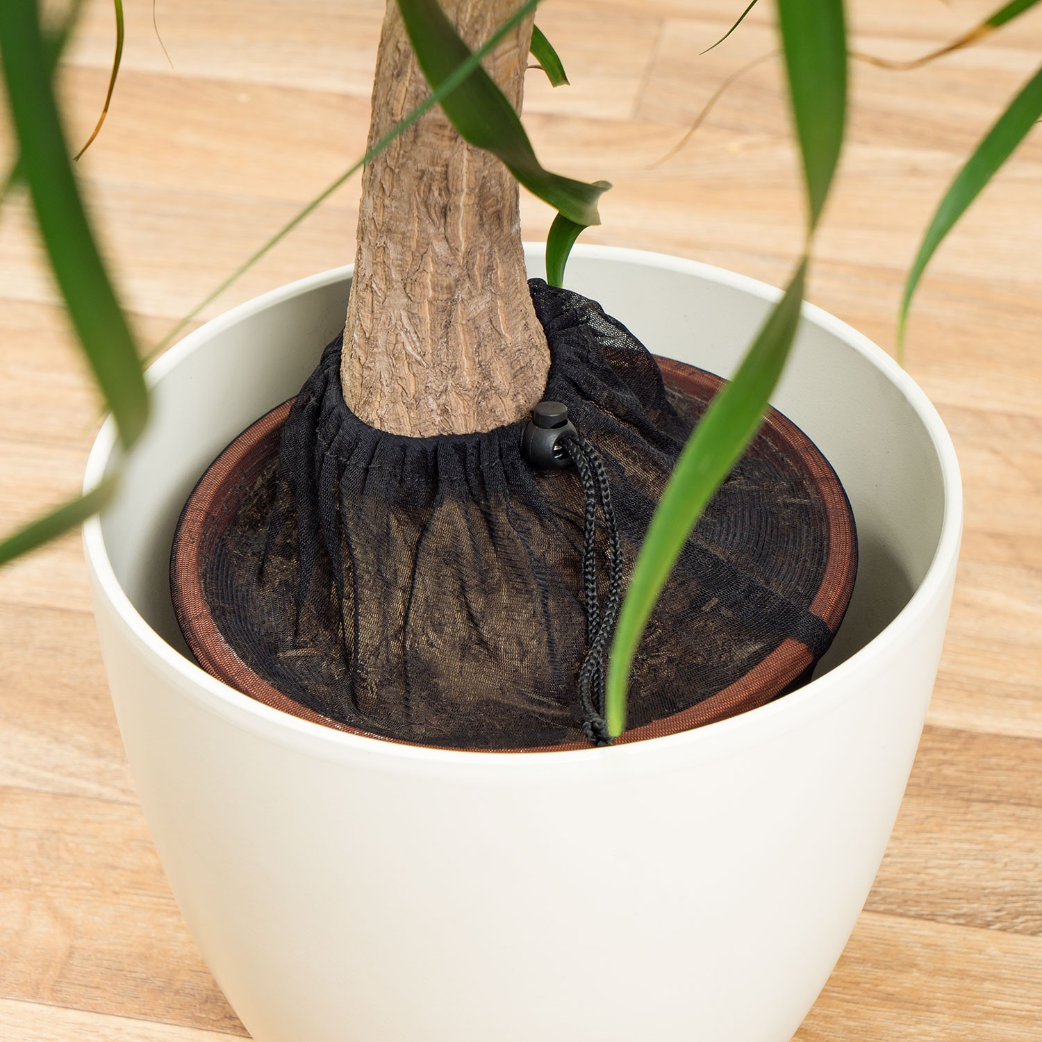 Roślina doniczkowa z brązowym pniem i zielonymi liśćmi, czarna siatka pokrywa glebę u podstawy.