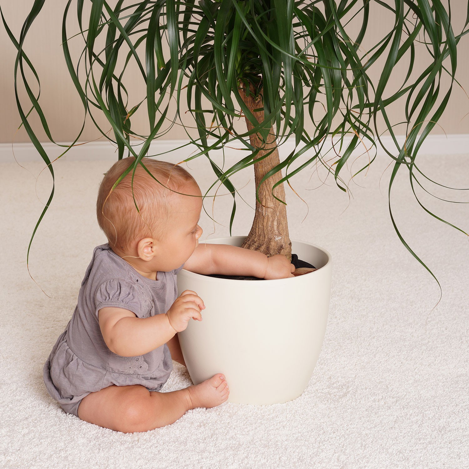 Niemowlę siedzi obok rośliny doniczkowej, sięgając po donicę. Pokój ma biały dywan.