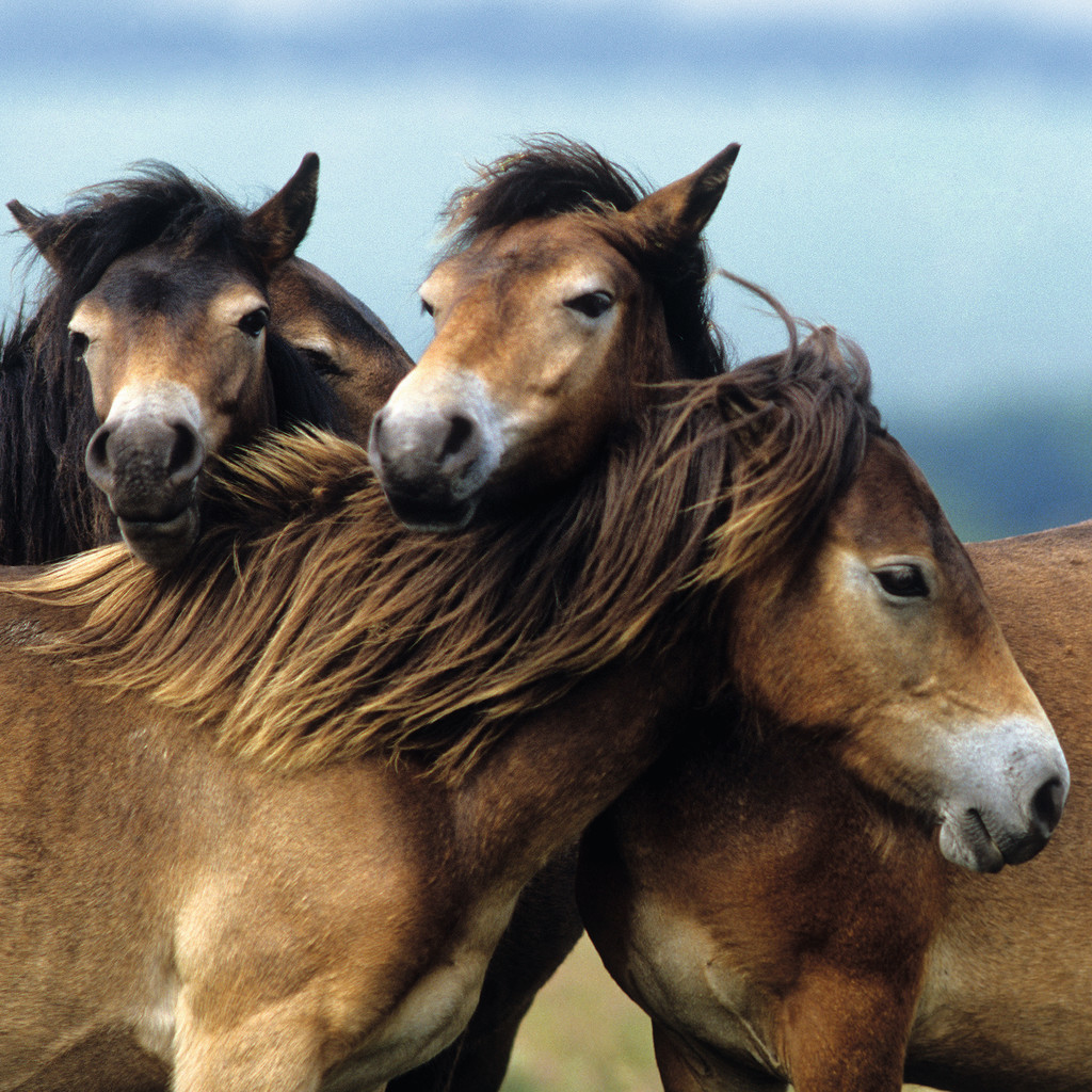 Trois chevaux bruns sont proches les uns des autres, se touchant la tête, sur une colline. Ciel bleu en arrière-plan.