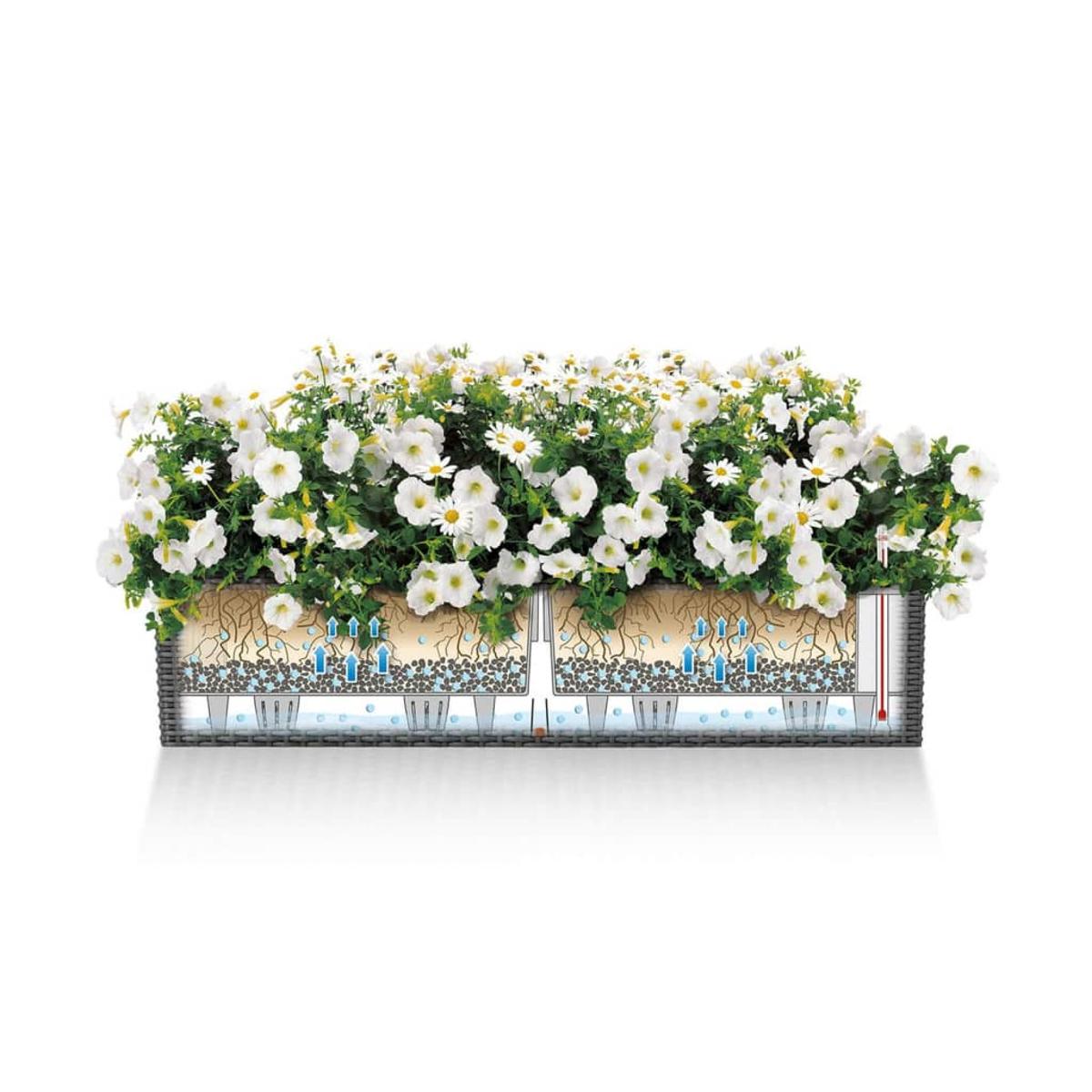 Jardinière remplie de fleurs blanches, montrant la structure racinaire et le système de distribution d'eau.
