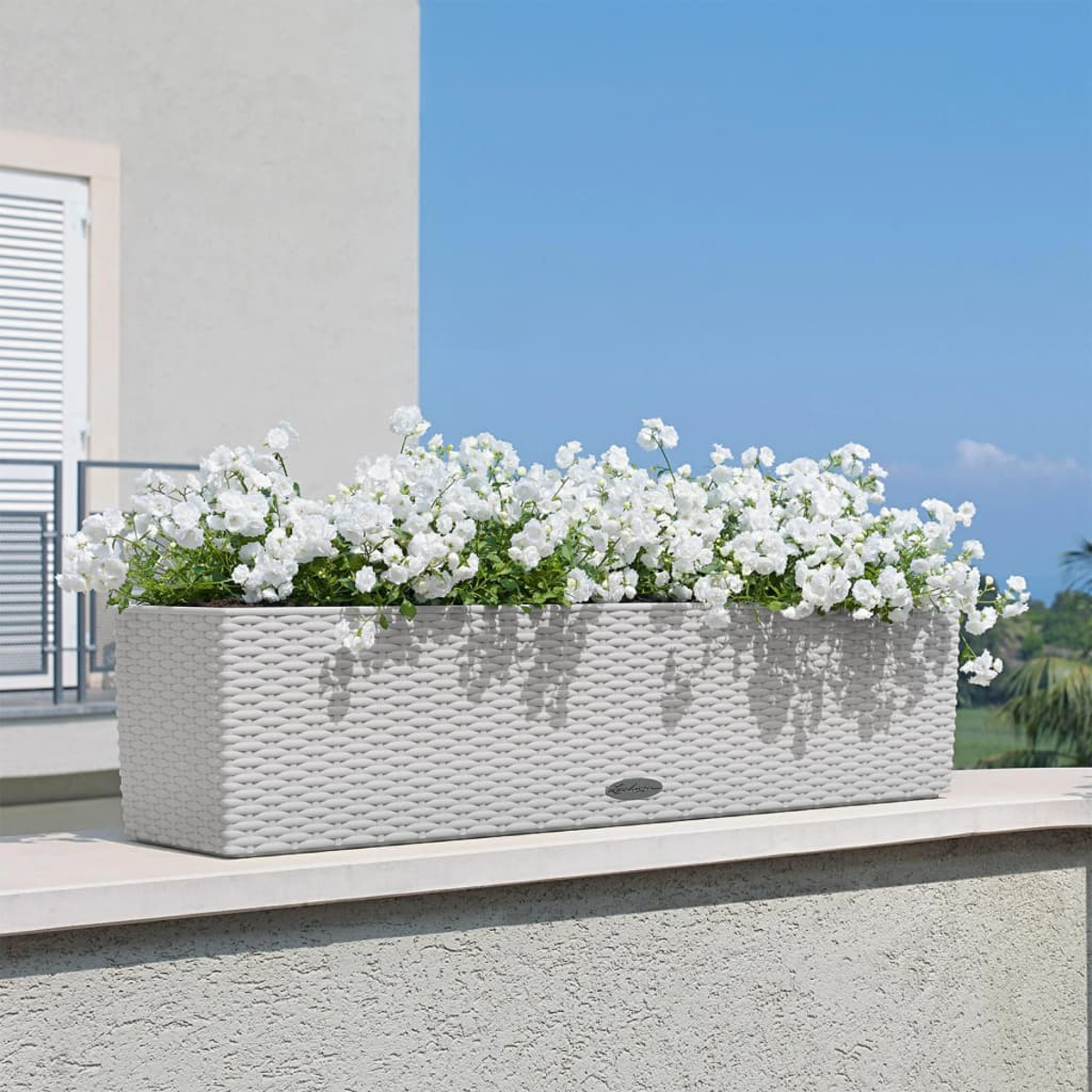 Un bac à fleurs rectangulaire blanc rempli de fleurs blanches est posé sur un mur. Ciel bleu en arrière-plan.