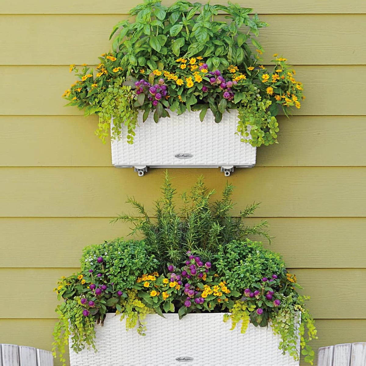 Deux jardinières blanches avec diverses plantes sur un mur vert clair. Chaque jardinière a un mélange différent.