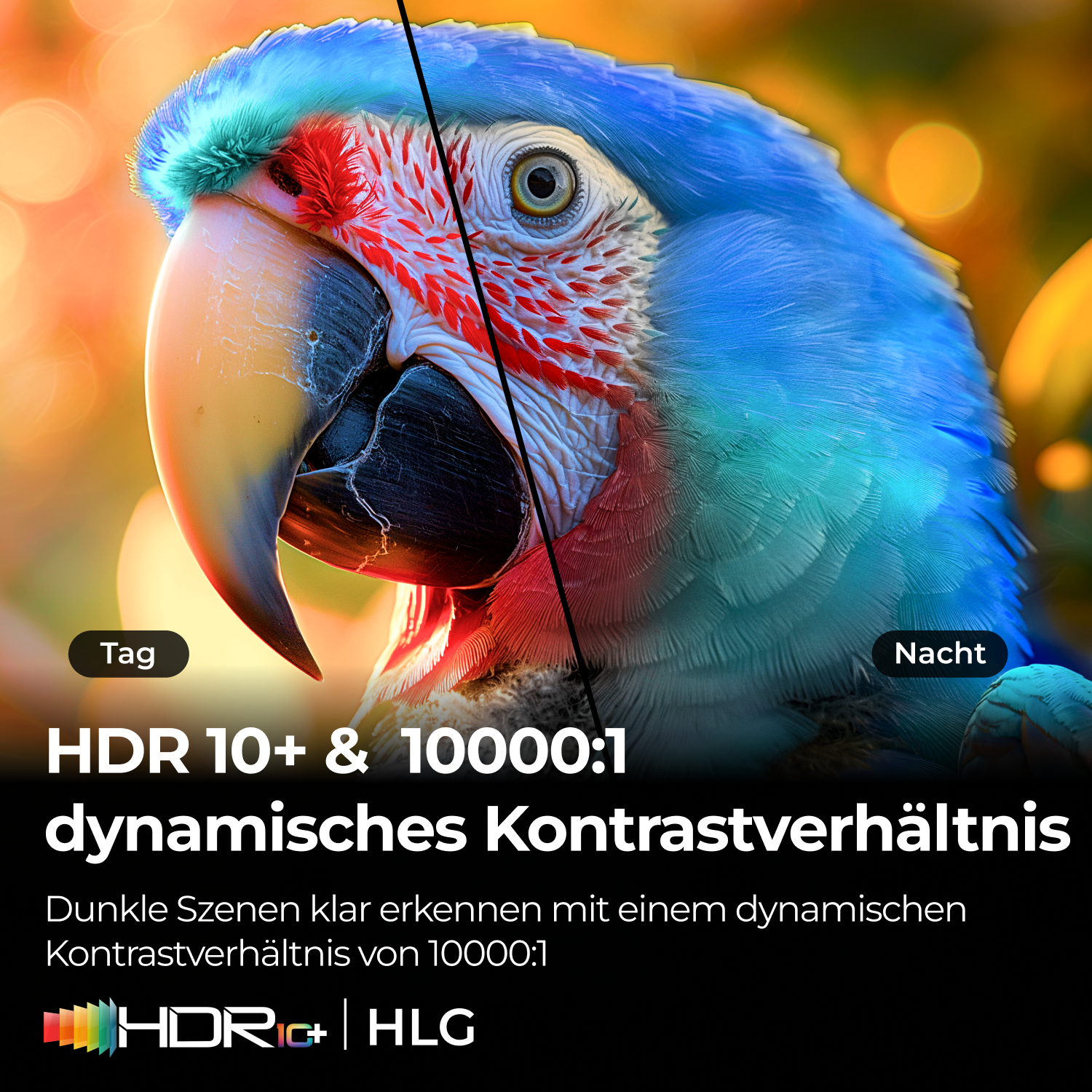 Nahaufnahme eines blauen und grünen Papageis mit Text über HDR.
